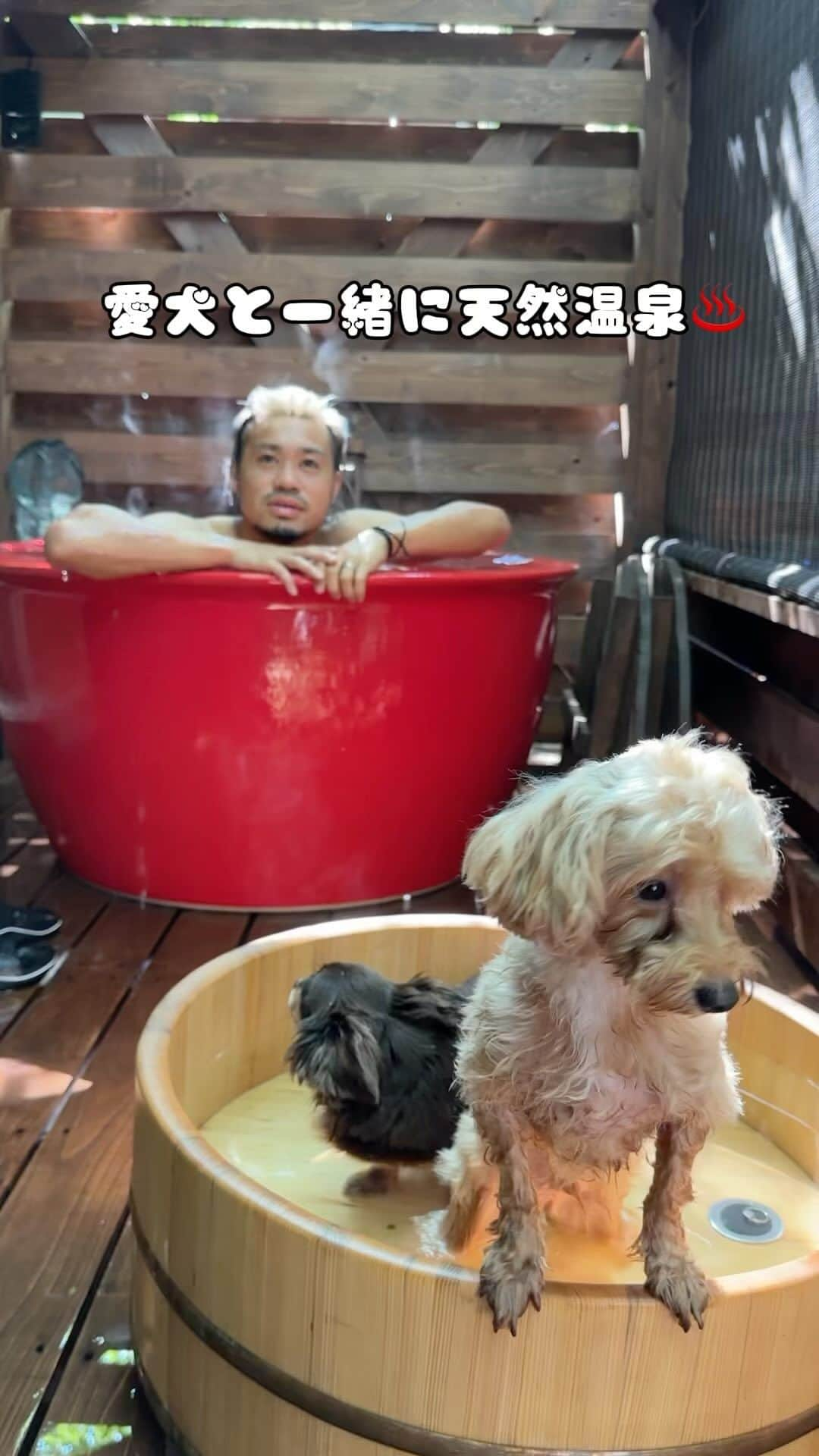 田中パウロ淳一のインスタグラム：「愛犬と泊まれるホテルって最高だよね。 他にもおすすめあったら教えて！！😎💪  『フォレストヒルズ那須』 栃木県那須郡那須町高久乙1880森の中の高原リゾートwith Dogs ホテル  PR @hotel_foresthills #犬と泊まれる宿 #ペットと泊まれる宿 #ペット #犬 #犬のいる暮らし #犬と旅行 #フォレストヒルズ那須 #那須ホテル」