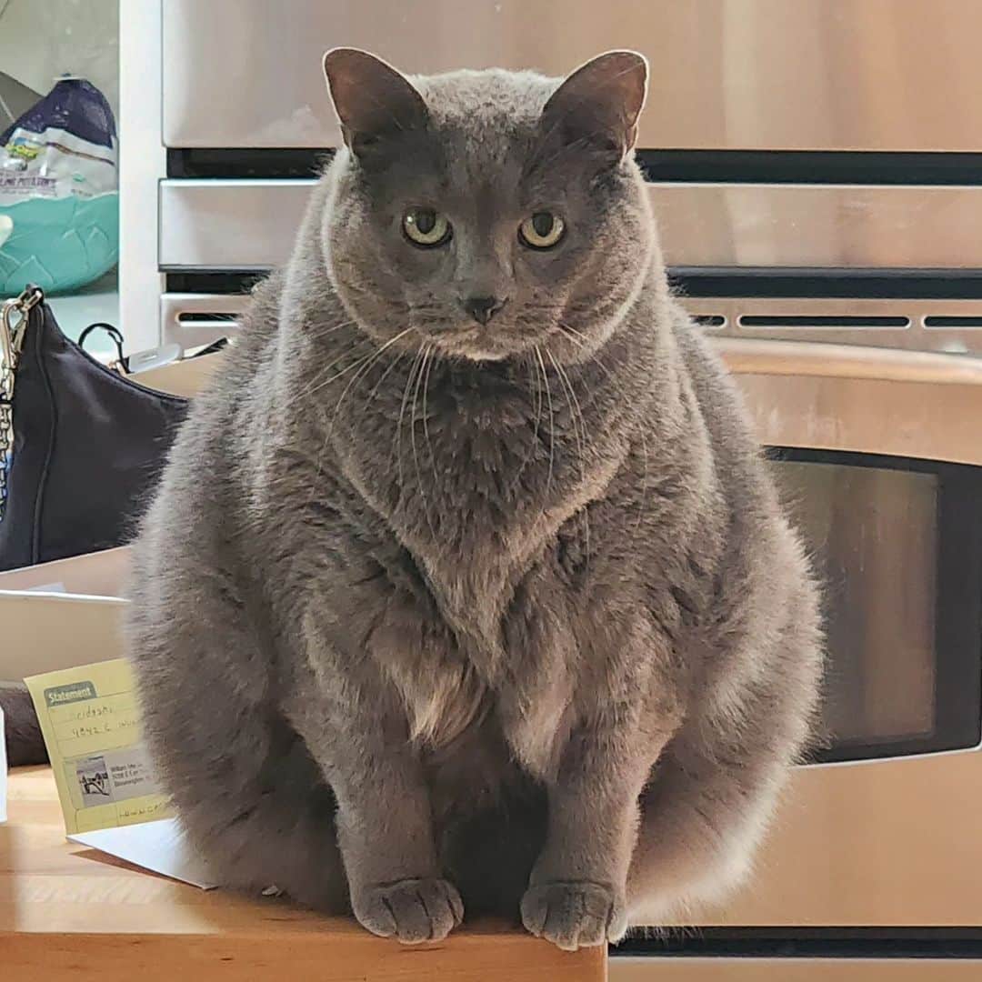 のインスタグラム：「Spooky update:  He continues to get bigger despite our efforts. But he's also happier and sweeter than ever. And boy is he good looking.」