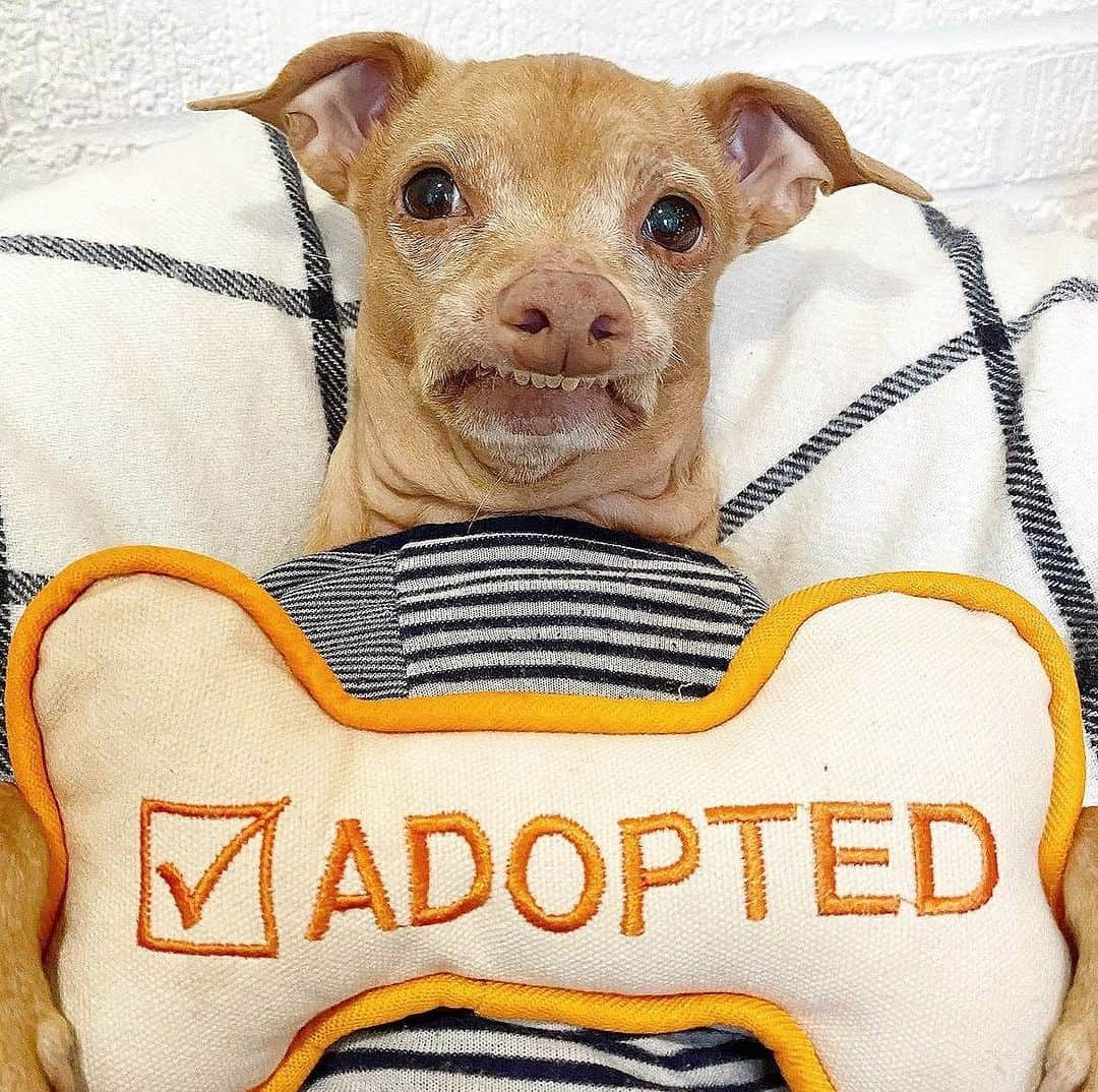 Tuna {breed:chiweenie} さんのインスタグラム写真 - (Tuna {breed:chiweenie} Instagram)「I recently posted about the importance and urgent need of adopting a pet, and I just found out that it’s National Pet Adoption Weekend! Our friends at @bestfriendsanimalsociety are partnering with hundreds of shelters and rescue groups nationwide to work together to help homeless animals find loving homes so please consider adopting a pet from your local shelter this weekend! Go to the link in Tuna’s bio to find a shelter near you, and if you aren’t in the position to adopt, please spread the work so that others can! Ps: It’s been EVERYTHING adopting Tuna! #YouandMe #SaveThemAll #AdoptDontShop」9月17日 7時47分 - tunameltsmyheart