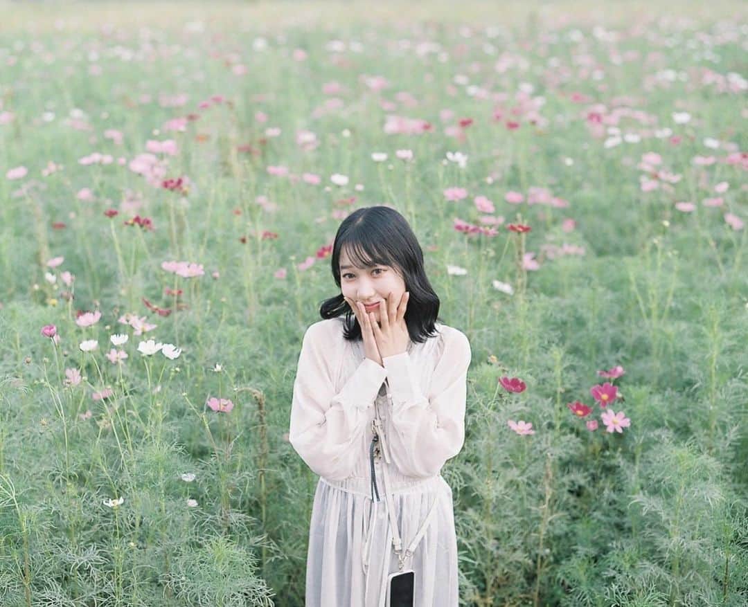 Masaのインスタグラム：「.  Pentax6x7  Super Takumar 105mm F2.4 #pro400h  9月中旬はあちこちでコスモスが咲いてるはずなのに、滋賀はここぐらいかな。キバナさえ遅い。  昨日も35度と真夏なのでまだ秋って感じはしませんが。 日時指定投稿、復活してたのでセットしてたのにエラーになってるし…。  撮影日 : 2023年9月10日  #まさペン#エビプリ #pentax6x7 #pentax67 #バケペン #中判フィルム #film #filmcamera #filmphotography #フィルム #フィルムカメラ#フィルム写真 #igersjp #portrait #ポートレート #filmisnotdead #shiga #滋賀 #cosmos #コスモス」