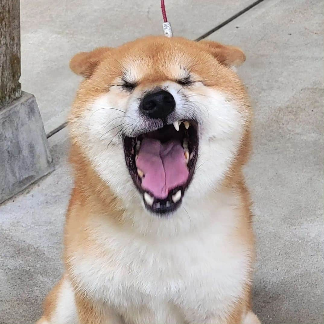 柴犬たま Shibainu Tamaさんのインスタグラム写真 - (柴犬たま Shibainu TamaInstagram)「大あくびからの謎のドヤ顔🤣  Caption trans🇬🇧 Uni yawns and then makes a smug face for some reason🤣  #たま家族 #柴犬ウニ #大あくび #あくび #ヒコーキ耳 #ふわもこ #ドヤ顔 #柴犬 #shiba #shibainu #shibastagram #犬 #dog」9月17日 8時46分 - tama7653