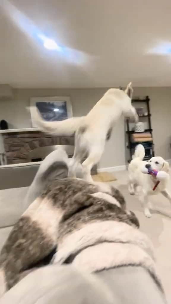 DogsOf Instagramのインスタグラム：「Barkour! Fetched with permission from @lindsaydemuth 🐶   . . . #wrestlemania #johncena #dogwrestling #dogsofinstagram #playfulpuppy #barkour」
