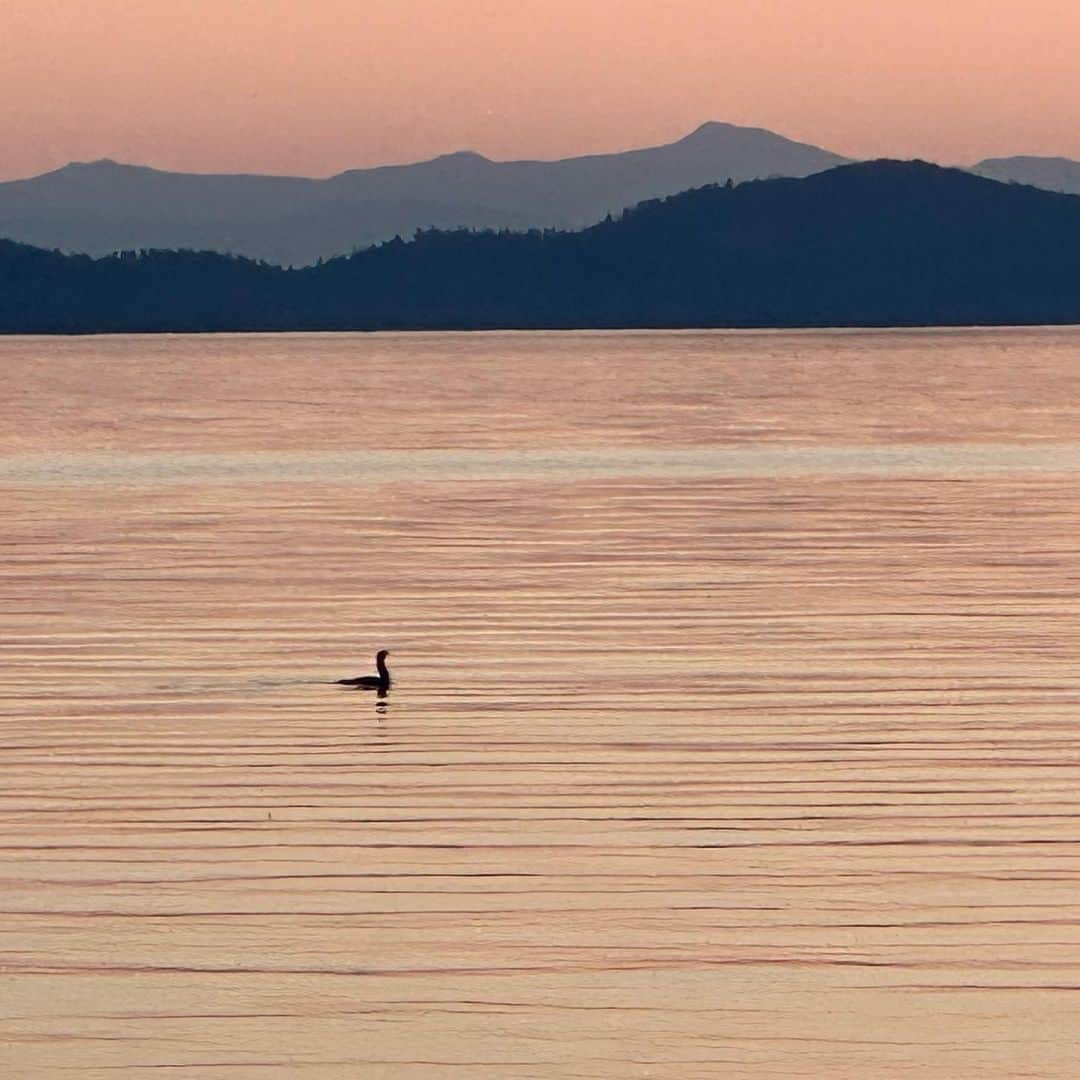 ジェームズ・ガンのインスタグラム：「🦆❤️」