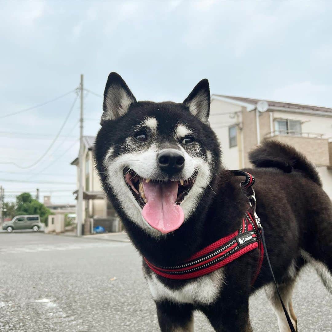 小川博永のインスタグラム：「ジットリ汗をかく。  #ししまる爺さん  #今朝まる #ししまる #dog #dogs #柴犬 #黒柴」