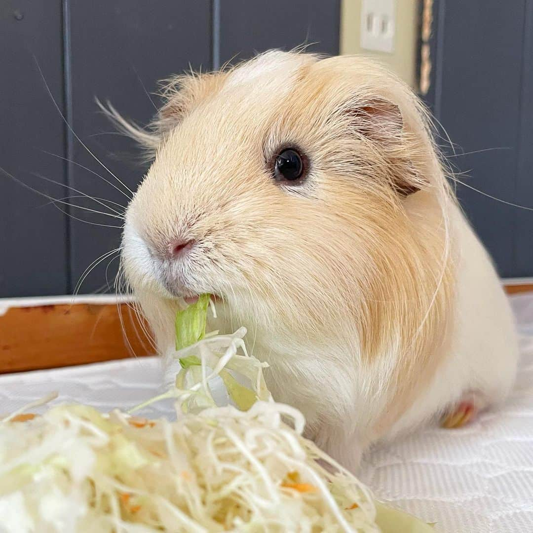 hamster_mocoさんのインスタグラム写真 - (hamster_mocoInstagram)「朝ごはんを食べるボク😋🥗  お掃除のあとは待ちに待ったサラダタイム🥗✨️パルくん嬉しそうなお顔してるでしょ🤭 2023.9.17 ✼••┈┈••✼••┈┈••✼••┈┈••✼••┈┈••✼ #モルモットパル#モルモット#イングリッシュモルモット#モルモットのいる生活#モルモットベビー#モルモット好きと繋がりたい#guineapig#豚鼠#기니피그#天竺鼠」9月17日 9時43分 - asahi.fl