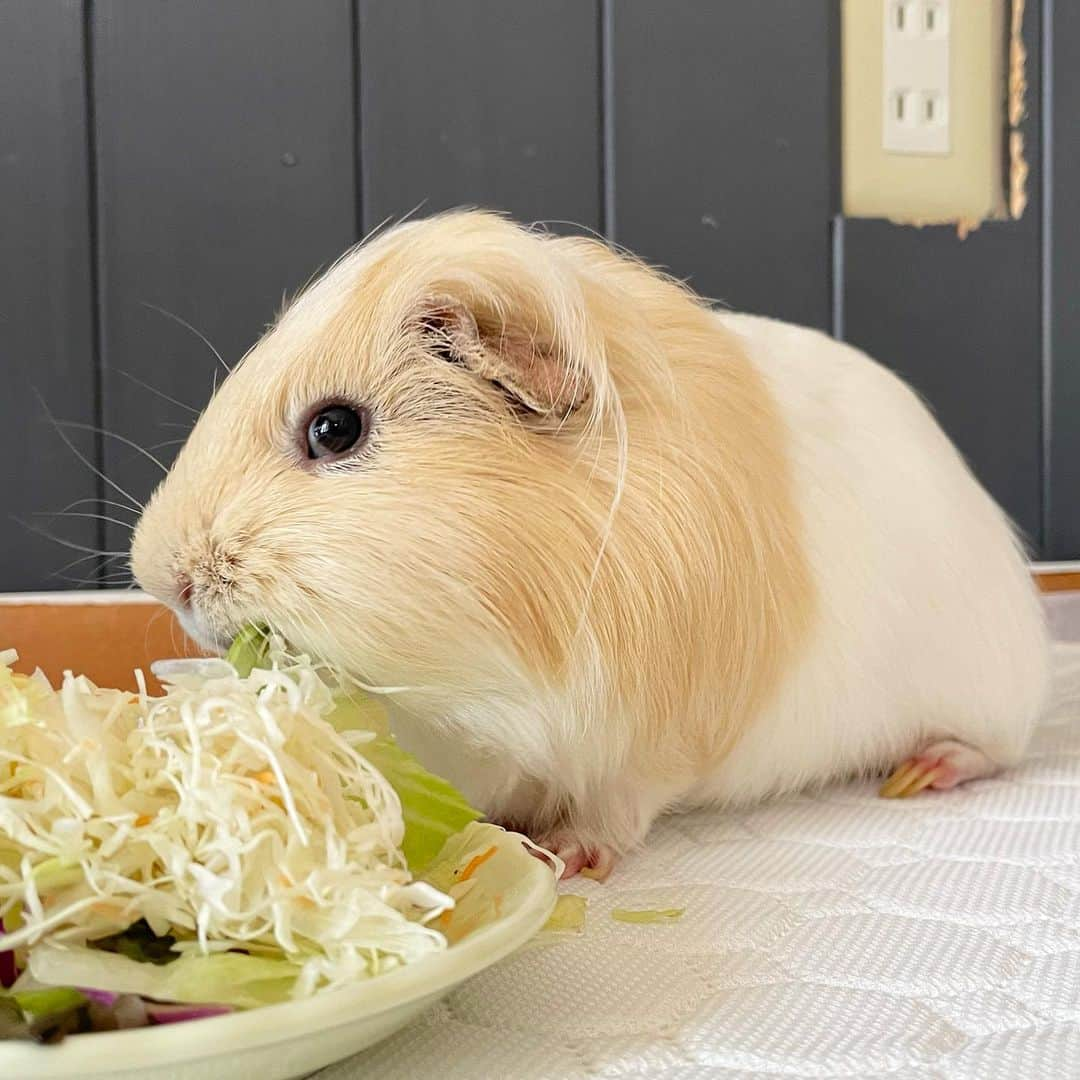 hamster_mocoさんのインスタグラム写真 - (hamster_mocoInstagram)「朝ごはんを食べるボク😋🥗  お掃除のあとは待ちに待ったサラダタイム🥗✨️パルくん嬉しそうなお顔してるでしょ🤭 2023.9.17 ✼••┈┈••✼••┈┈••✼••┈┈••✼••┈┈••✼ #モルモットパル#モルモット#イングリッシュモルモット#モルモットのいる生活#モルモットベビー#モルモット好きと繋がりたい#guineapig#豚鼠#기니피그#天竺鼠」9月17日 9時43分 - asahi.fl