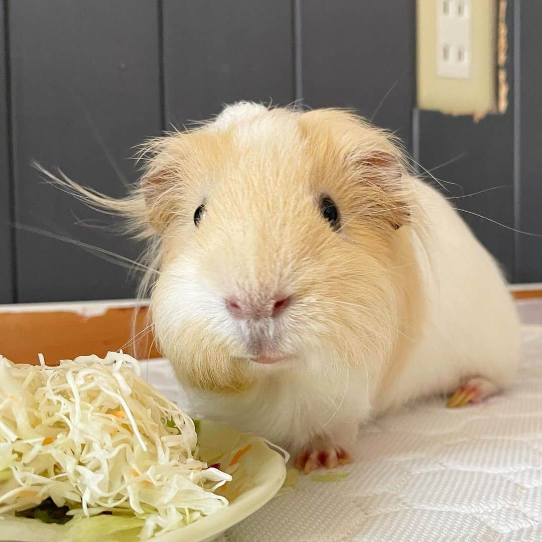 hamster_mocoさんのインスタグラム写真 - (hamster_mocoInstagram)「朝ごはんを食べるボク😋🥗  お掃除のあとは待ちに待ったサラダタイム🥗✨️パルくん嬉しそうなお顔してるでしょ🤭 2023.9.17 ✼••┈┈••✼••┈┈••✼••┈┈••✼••┈┈••✼ #モルモットパル#モルモット#イングリッシュモルモット#モルモットのいる生活#モルモットベビー#モルモット好きと繋がりたい#guineapig#豚鼠#기니피그#天竺鼠」9月17日 9時43分 - asahi.fl