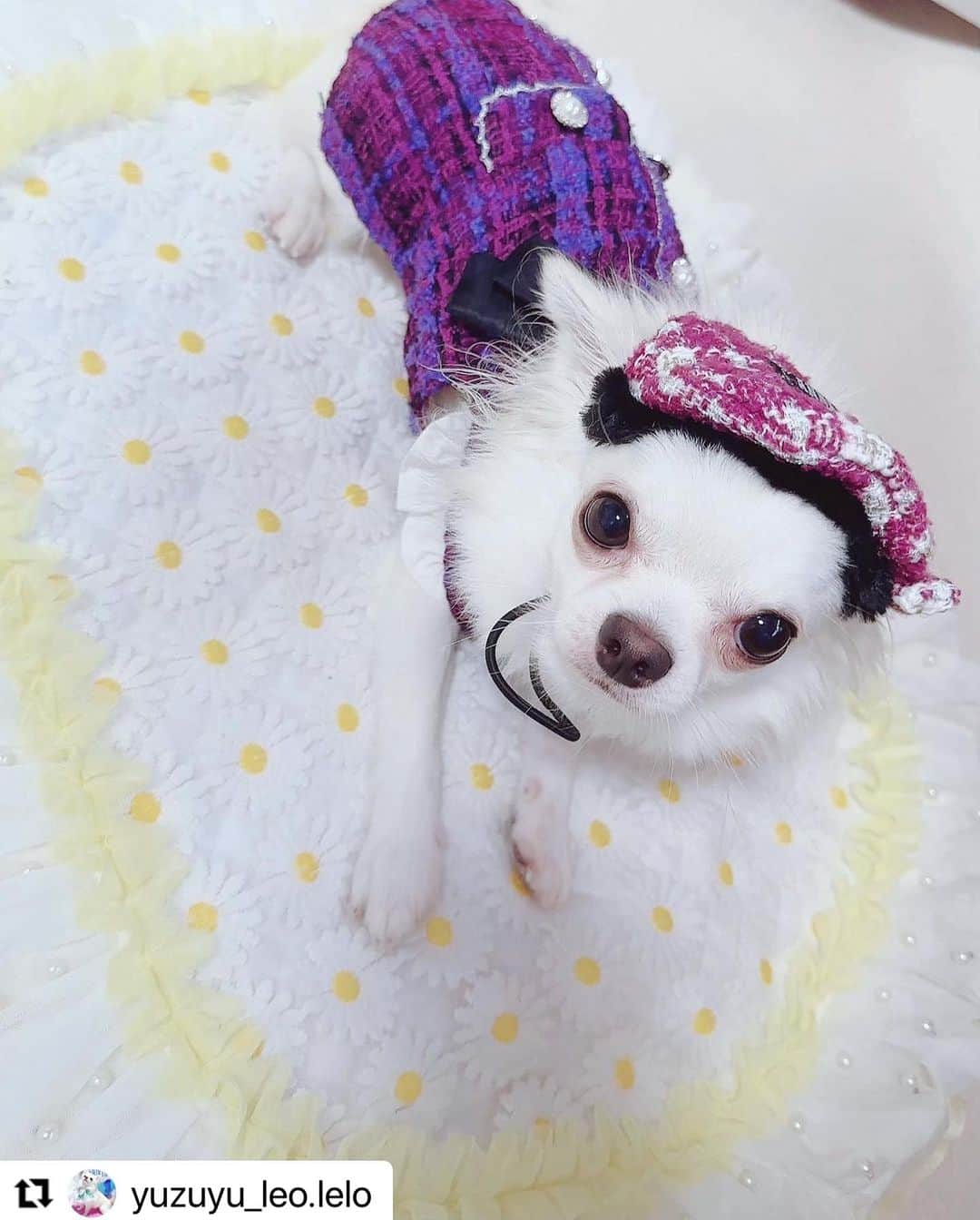 Caluluさんのインスタグラム写真 - (CaluluInstagram)「ANNA  SUIのリボン付きツイードワンピースとツイードベレー帽を着てくださいました👗💕  ワンピースとベレー帽お揃いで合わせて頂いてありがとうございます🥰👒  とってもお似合いで可愛いです😍  秋冬もオシャレを沢山楽しんでくださいね💜  #Repost @yuzuyu_leo.lelo with @use.repost ・・・ ルルです🐶🤍 Calulu(カルル)さんで購入したANNA SUIの新作のお洋服が届いたので着せてみました💜  ◆2023秋冬 ANNA SUI（アナ スイ）ツイードベレー帽 ◆ 2023秋冬 ANNA SUI（アナ スイ）リボン付きツイードワンピース  今回のANNA SUIさんのお洋服もとっても可愛いです🦋🌹 これからの秋・冬に活躍してくれそうですね🌟 ルル生まれて初めてのお帽子でした👒  #チワワ #チワワ大好き #ロングコートチワワ #犬のいる暮らし #いぬすたぐらむ#Chihuahua #Calulu #カルル #カルルドッグウェア #カルルわんこの会 #annasui #アナスイ #アナスイジャパン #オシャレわんこ #わんこ部 #わんこのいる生活 #わんこのいる暮らし #オシャレコーデ #わんこファッション #わんこファッションショー #わんこの帽子 #秋冬ファッション #ワンピースコーデ #ツイードワンピース」9月17日 10時33分 - calulu_dogwear