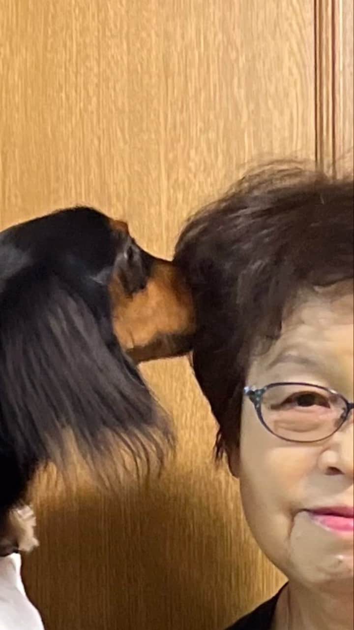 すしらーめん《りく》のインスタグラム：「バァバ83歳おめでとう！！ #dog #ぶっ刺さってる #犬」