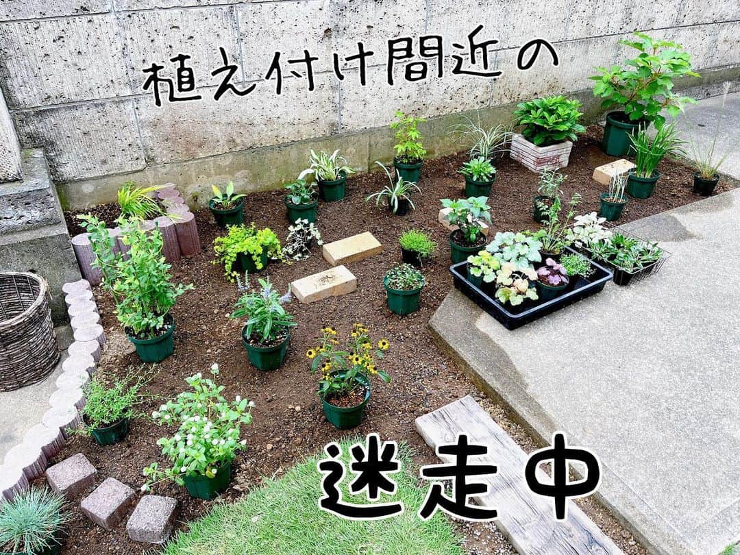 トテンのインスタグラム：「来週はついに、30℃を切るらしい！今年の夏は長過ぎたし雨降らな過ぎたし暑過ぎたー😭  宿根草の庭。 春の終わり頃からちょっとずつ集めて鉢植えで養生していた子たちを、 いよいよ待ちきれず、レイアウトしてみました。  ここは塀の裏側になり、太陽がだいぶ落ちている今の季節は一部を除きほぼ日陰。  真夏には半分以上が強光下となり、相当なお日様大好きっ子でないと枯れます😵  この夏初めていろんな植物を育ててみて観察して、 それぞれの好きな環境が少しだけ掴めた気がしたので、  もう少し涼しくなるまで鉢でちょこちょこ動かしながら、配置を悩んで(迷走して⤵️)過ごしたいと思います。  ガンガンの直射日光で元気に咲き続けてくれた子たちは、日向の最前列に抜擢しました。  日陰の塀際には、ホスタやフウチソウやアジサイなど。  グランドカバーのアジュガは夏の間もサンシェードの裏で大きく育ち、先日株分けをしてみたので、 あちこち散らして植え付けてみたいと思います♬  前にもupしたスーパーサルビアロックンロールは、既に大き過ぎて場所がないので、鉢植え決定です😂」