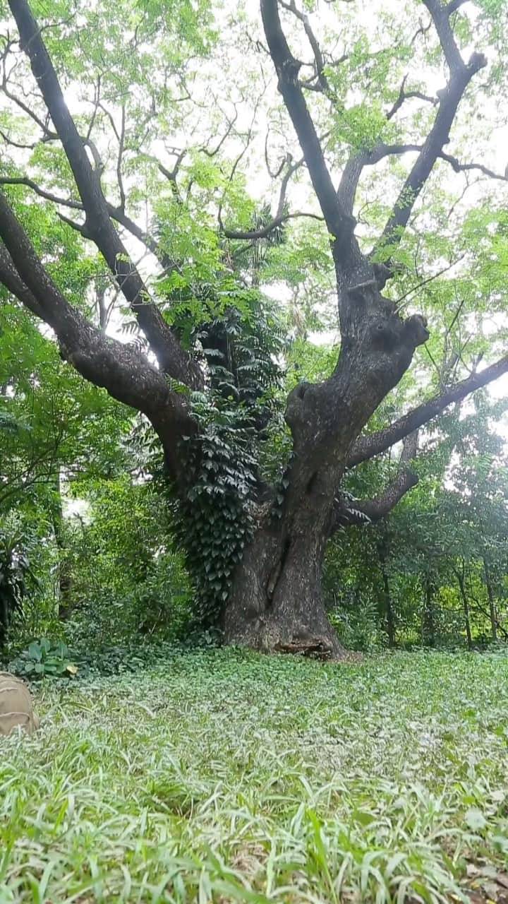 Shunsuke Miyatakeのインスタグラム：「Nature inside the French Embassy of Cambodia /  Everyone loves nature. How nice of @france_cambodge to open their garden to the public once a year. Yesterday was the day we could get inside. There are tremendous numbers of trees and plants with huge space. We could hear beautiful voices of birds, see various spieces of butterflies, and even monkeys on the trees. Some people walked slowly, others observed trees carefully, and many people enjoyed the rare nature in Phnom Penh.   Wouldn’t it be nice Phnom Penh had more parks and green space that is accessible for everybody all year long?」