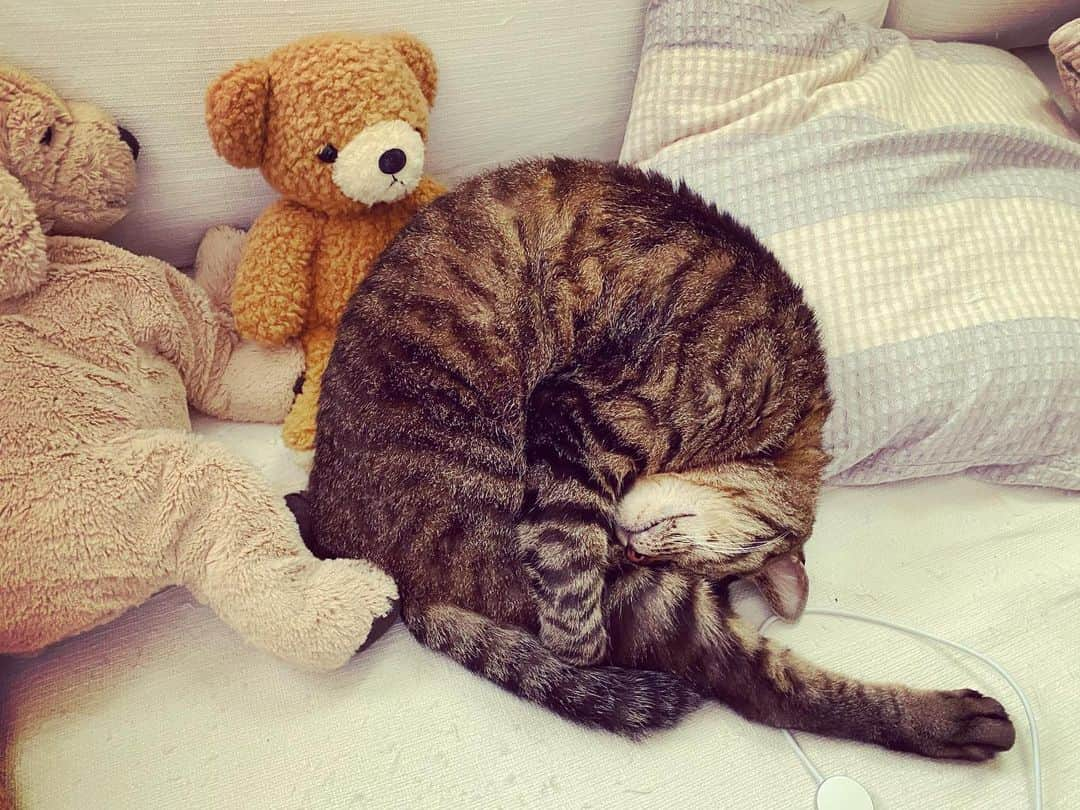 相原コージのインスタグラム：「zzz…ンッ、ン〜〜ン。　#ねこ　#キジトラ　#cat」