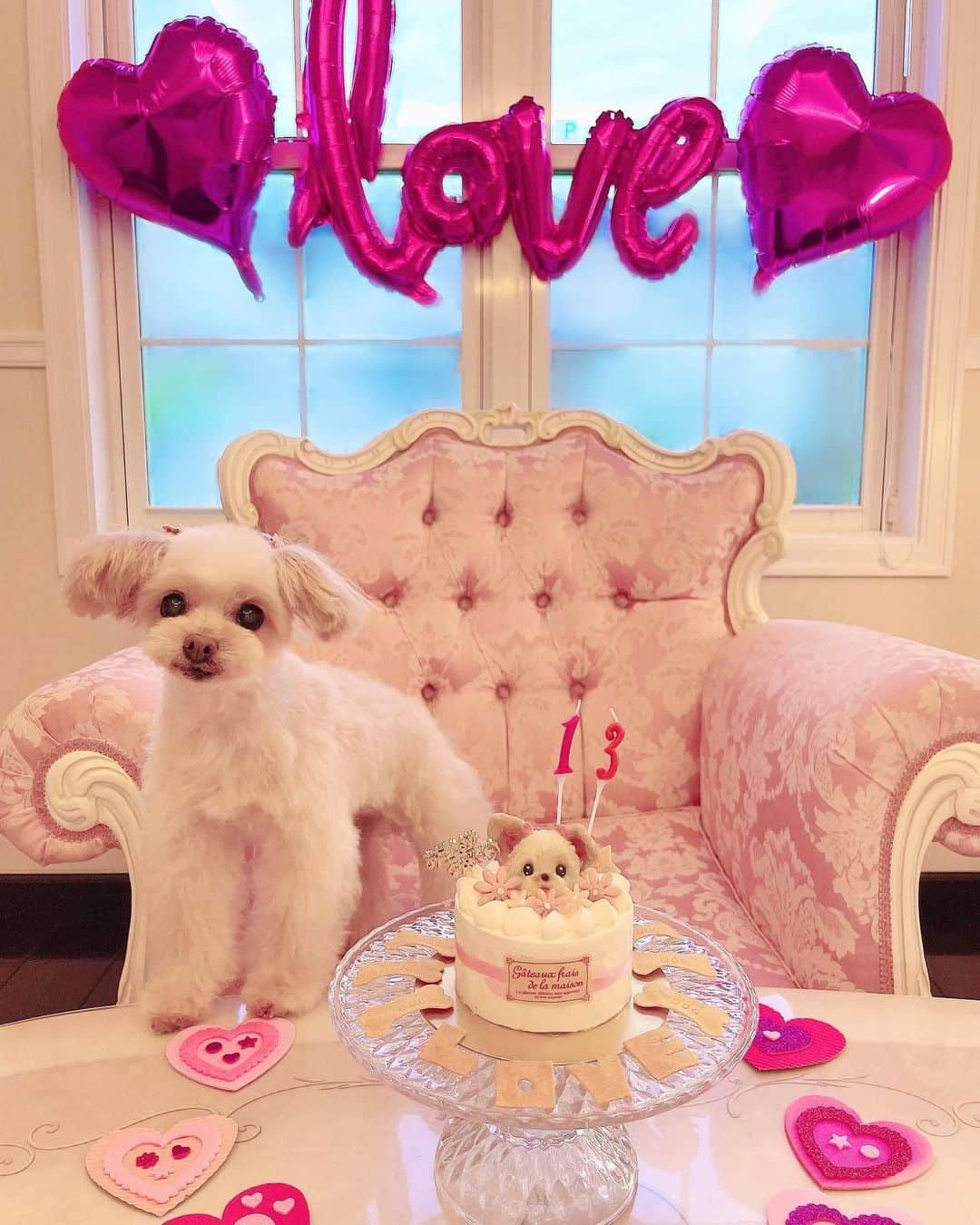 寿リリカのインスタグラム：「♡ 💗🐶らぶちゃんBirthday🐶💗 13さいおめでとう🎂💕💕💕💕 ♡ 今年も元気にお祝いできてうれしいよ🐶💗💗💗💗💗💗💗 いつもそばで癒してくれてありがとう💓 うるうるなおめめでみつめてくれてかわいすぎてかわいすぎて🥹💓 だいすきすぎて😍💕💕💕 あいらぶらぶ🐶💗💗💗💗💗 ♡ 娘が描いた絵のプレゼントとお手紙よんであげてたよ🐶👧💕💕💌🎁 #ちわぷー #チワプー #バースデー #お誕生日」