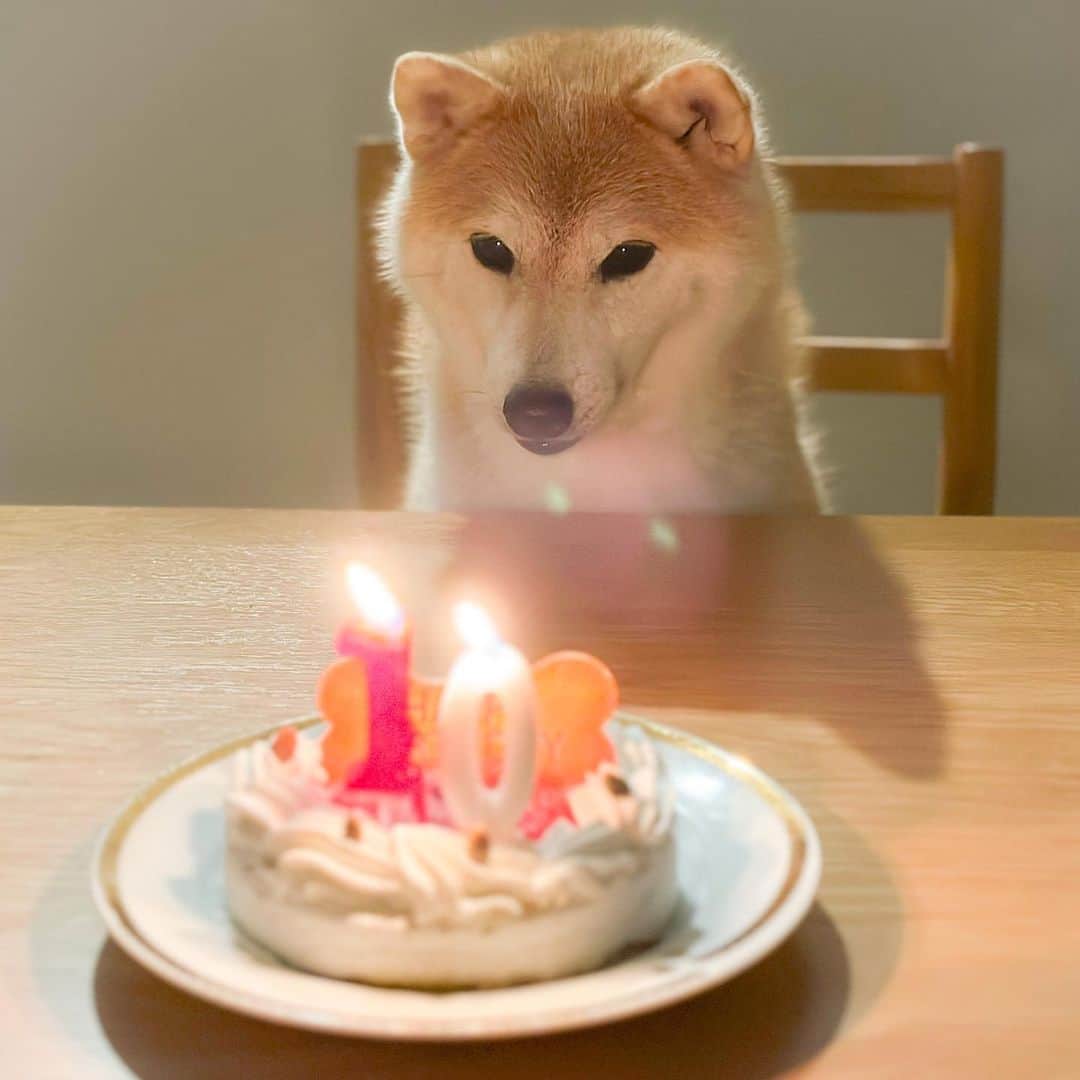 だいふくさんのインスタグラム写真 - (だいふくInstagram)「今日でだいふく10歳になりました🐶👏 ついに2桁突入です👀✨ ワンだふるな日々をどうもありがとう😊 これからもだいふくはもちろん、私たち家族もできるだけ健康にともに日々を歩みたいものです。 最近は本当にいちごちゃん👧🏻の遊び相手を根気強く務めてくれているだいふくです🐕🐾　 見てくださる方、いつもありがとうございます😊  Daifuku just turned 10 years old  today🐶🎉 Thanks all my friend😊🫶  #誕生日　#誕生日ケーキ　#HappyBirthday #Birthday」9月17日 22時16分 - daifuku_channel