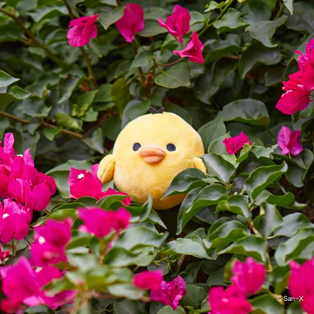 Rilakkuma US（リラックマ）さんのインスタグラム写真 - (Rilakkuma US（リラックマ）Instagram)「Kiiroitori is escaping the heat and finds a nice shady spot amongst the flowers.🌺Take a break from the hot sun and don't forget to hydrate during these long summer days. 💧  #rilakkumaus #rilakkuma #sanx #sanxoriginal #kawaii #plush #plushies #リラックマ #サンエックス #kiiroitori」9月17日 23時02分 - rilakkumaus