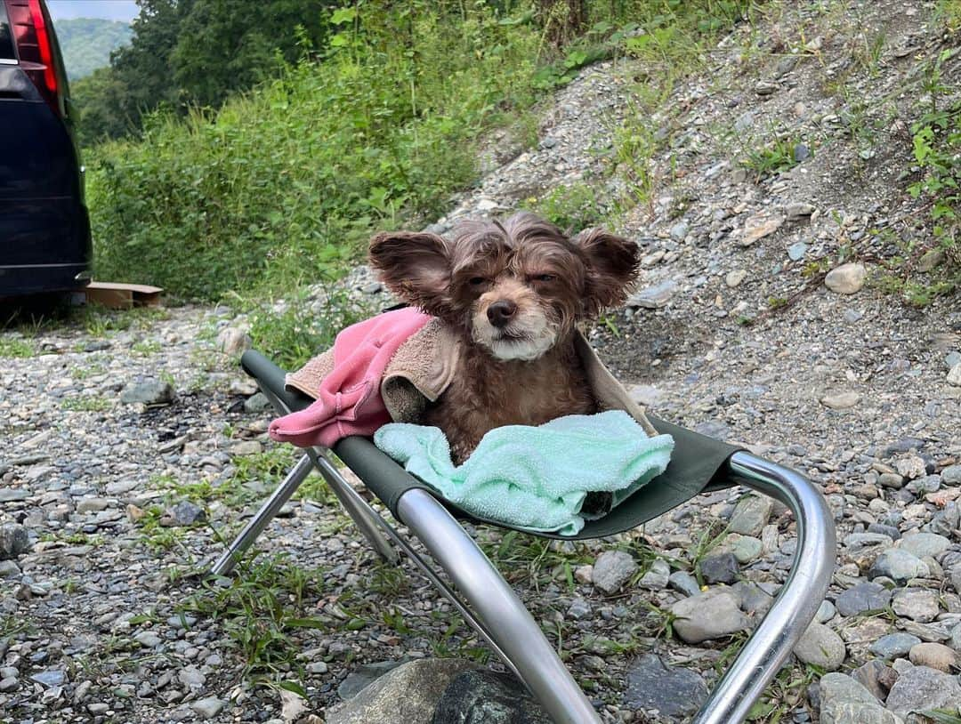 尾島知佳さんのインスタグラム写真 - (尾島知佳Instagram)「ベル🐻のベストショット📷♡ . 水が嫌いなベルちゃんにとっては川遊びなんて嫌って感じでした笑 でも一緒に連れてってもらえたから嬉しそうにしていました🐕‍🦺♡ とってもいい子にできた1日でした❤️ #長瀞 #川遊び #親鼻橋 #わんちゃんのいる生活 #わんこのいる生活 #わんことお出かけ #ちわぷー #水嫌いな犬」9月17日 23時03分 - chika.ojima