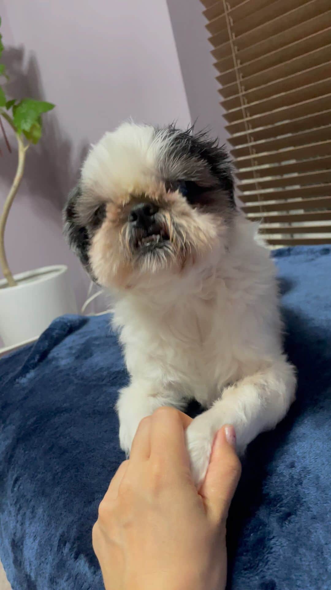 水沢史絵のインスタグラム：「あくしゅ  嫌そう笑   #たらこちゃん #shihtzu  #シーズー」