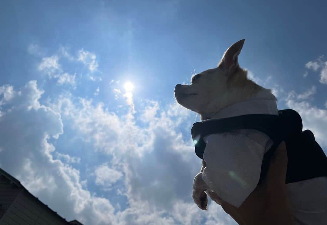 紋次郎さんのインスタグラム写真 - (紋次郎Instagram)「トラちゃんをお見送りしたくてたくさん空が見えるところでお見送りしました。 お空のトラちゃんさがしてたら、笑ってるトラちゃんがいた！ 本当にたくさんありごとう  @toratama   #dog#dogstagram#instadog#chihuahua#barkbox#mydogiscutest#buzzfeed#dog_features#fluffypack#barkpack#dogsofinstagram#犬#チワワ#手作り#handmade#着物#fashion#紋次郎一家#チーム茶#ふわもこ部#igersjp#peco犬部#dogfashion #whisky」9月17日 14時35分 - montjiro