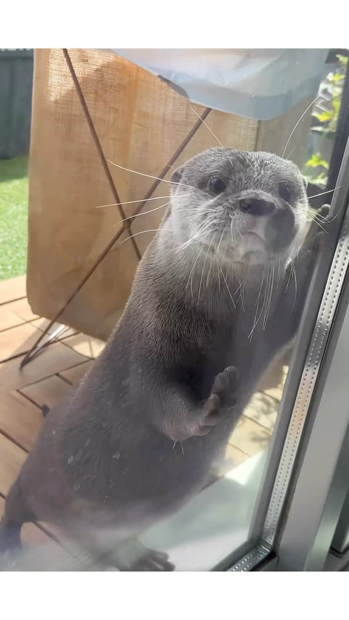 カワウソ コタロー&ハナのインスタグラム：「Otters open doors for each other お互いにドア開けたげるコタハナズ . . . #otter #otters #cute #pet #animal ‪#カワウソ #コツメカワウソ #動物 #ペット #カワウソコタロー #カワウソハナ #コタロー #かわいい #かわうそ #もふもふ #수달 #귀여워 #水獺 #loutre #lontra #lutra #выдра #nutria#otterlove #kotarotheotter #otterkotaro」