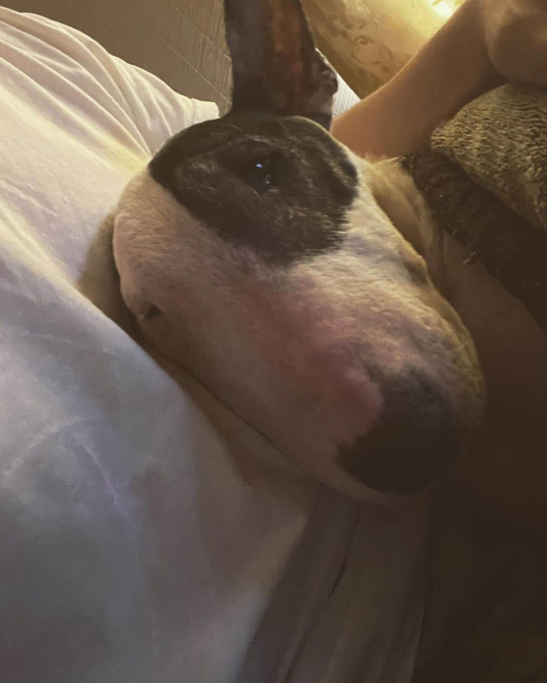 Q太郎さんのインスタグラム写真 - (Q太郎Instagram)「#minituru#bull#terrier#minibullterrier#miniturubullterrier#dog#dogstagram#cute#qtaro#love#family#ミニチュア#ブルテリア#ミニチュアブルテリア#Q太郎」9月17日 15時06分 - qtaro.jun