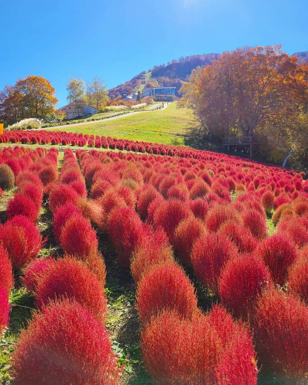 旅行メディア・じゃらん〈公式〉さんのインスタグラム写真 - (旅行メディア・じゃらん〈公式〉Instagram)「＼コキアの名所5選／ 真っ赤に色づいた、もふもふの可愛らしいフォルムが魅力のコキア✨ 例年9月下旬～10月頃が紅葉の時期。 今年はコキアの名所で、ひと足早い秋を満喫しませんか？ . . . ＜1枚目＞ 📍 茨城県「#国営ひたち海浜公園 」 📷 @_gorillaeye_ 📅 2022.10 . ＜2枚目＞ 📍 群馬県「#伊賀野の花畑 」 📷 @shinopapa527 📅 2022.10.11 . ＜3枚目＞ 📍 新潟県「#湯沢高原 」 📷 @tabibitokaoru 📅 2022.09 . ＜4枚目＞ 📍 山梨県「#大石公園 」 📷 @riemi4760 📅 2022.11 ＜5枚目＞ 📍 香川県「#国営讃岐まんのう公園 」 📷 @junchan.k_pics 📅 2022.10.09 . . 素敵な写真をありがとうございました┈✈︎  .  . ☑ あらかじめ最新情報をご確認の上、お出かけください。 ☑ #jalan_travel をつけて、ぜひ今までの旅行先の思い出写真を投稿してください。このアカウントでご紹介させていただきます。(じゃらんニュースでも紹介される可能性があります） . . . . . . #いつか行きたい #じゃらん #観光 #観光地 #観光スポット #旅行 #旅行好きな人と繋がりたい #旅行好き  #japantravelphoto #japantrip #japantravel #国内旅行 #絶景 #絶景スポット #誰かに見せたい景色 #誰かに見せたい風景 #コキア #秋絶景」9月17日 17時01分 - jalan_net