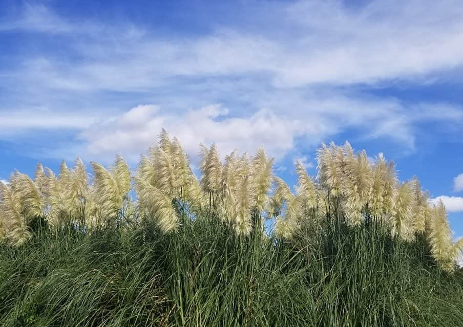 與猶茉穂さんのインスタグラム写真 - (與猶茉穂Instagram)「この前のせた写真の 後ろのほうに見えてた白いふさふさ👀  パンパスグラスです🌾🌾🌾 こんなに大きかったよー！！」9月17日 17時15分 - maho_yonao