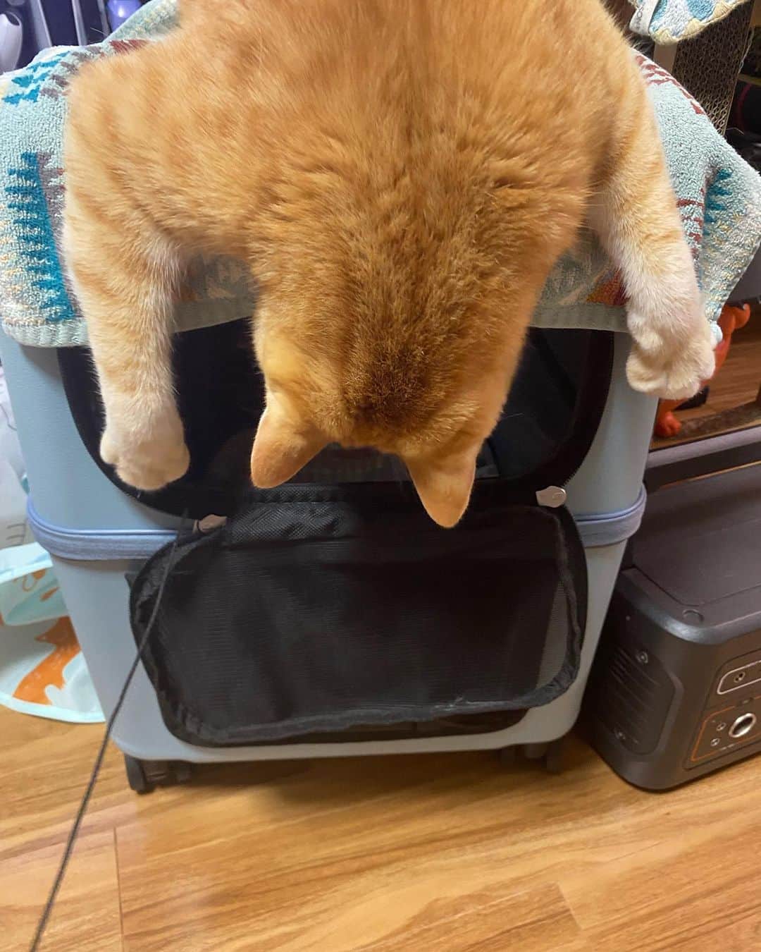 辻本祐樹のインスタグラム：「サン君w  何を覗いているのー？  #保護猫 #保護猫と暮らす #cat #猫 #アメリカンカール #マンチカン #辻本祐樹 の #愛猫 #love #猫のいる暮らし #catlover #catstagram #kitty #petstagram #Instacat #instagood #followme」