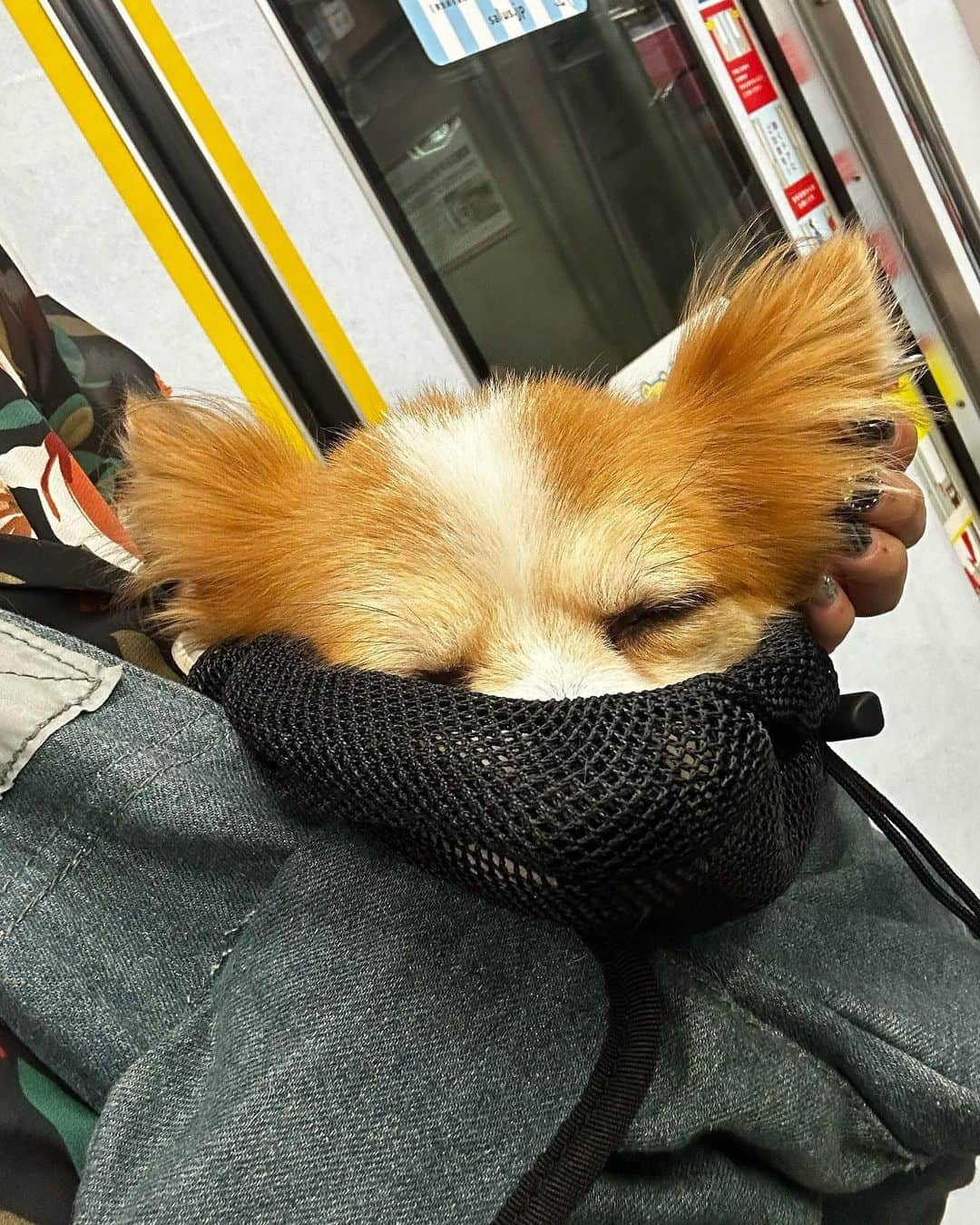 仲万美（Bambi Naka）さんのインスタグラム写真 - (仲万美（Bambi Naka）Instagram)「おでけけ🐕💭  テラスでランチ🍕 店内に出入りするお客さん一人一人に愛想ふりまいて  代々木公園散歩🐾 給水器を忘れちゃって豪快にガブ飲み  カフェで休憩☕️ 看板犬がたくさんいるカフェで大興奮  帰りは、スリングバッグで爆睡💤  たのしい1日でした*･゜ﾟ･*:.｡..｡.:*･' たぁこさんありがとう」9月17日 18時45分 - 615_bambi