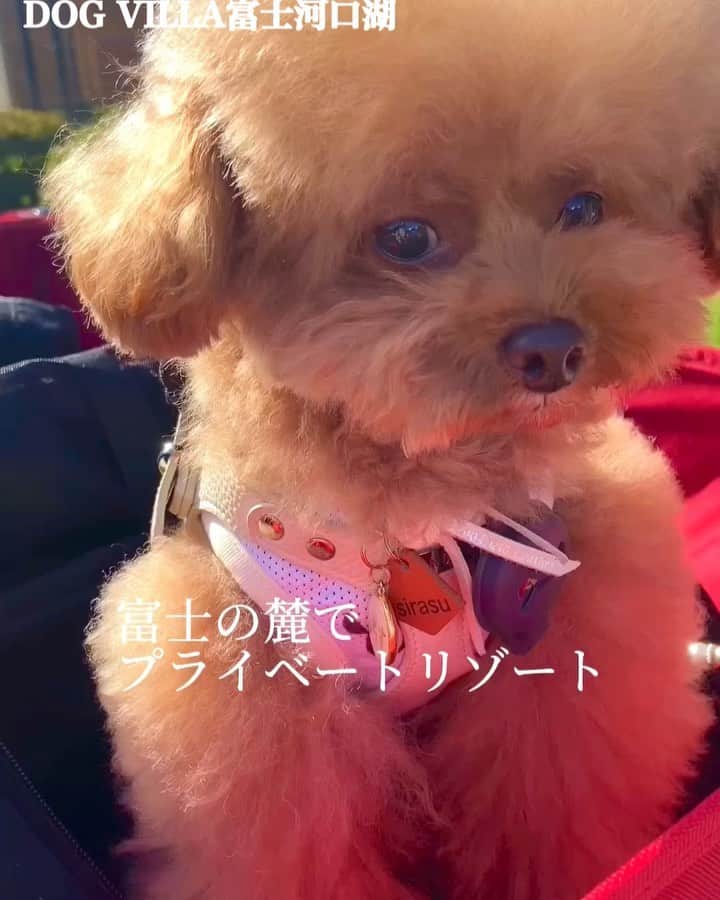 しらす先輩のインスタグラム