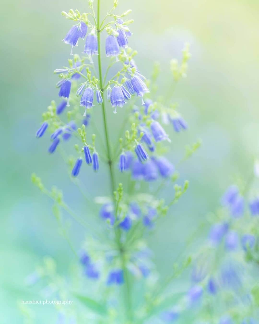 花の写真館のインスタグラム：「Photo by @hanabiei. https://instagram.com/hanabiei/ . Original Post[投稿いただいたURL] https://www.instagram.com/p/CwXSvWwPY0i/ . 本アカウントは、 #私の花の写真 をつけてInstagramに投稿された皆さまの花の写真や、「花の写真館」Facebookページで投稿された花の写真を紹介します。 「花の写真館」Facebookページは、「 @floral.photograph 」のプロフィールにあるURLからご覧ください。 . ※各種法令、マナー、関係者の指示に従った撮影をお願いします。 *Please ensure that your photography adheres to all relevant laws, etiquette, and instructions issued by authorized persons. ※本アカウントは東京カメラ部がFacebook、Instagramのサービスを利用して運営しているもので、Meta社・Instagramとは一切関係ありません。 . #花の写真館 #floralphotograph #floralphoto #flower #flowers Follow: @floral.photograph」