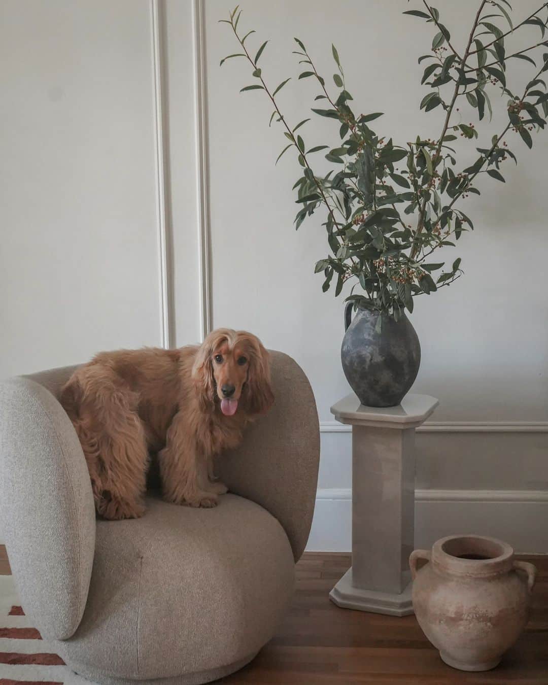 のインスタグラム：「9 months old now #cockerspaniel」