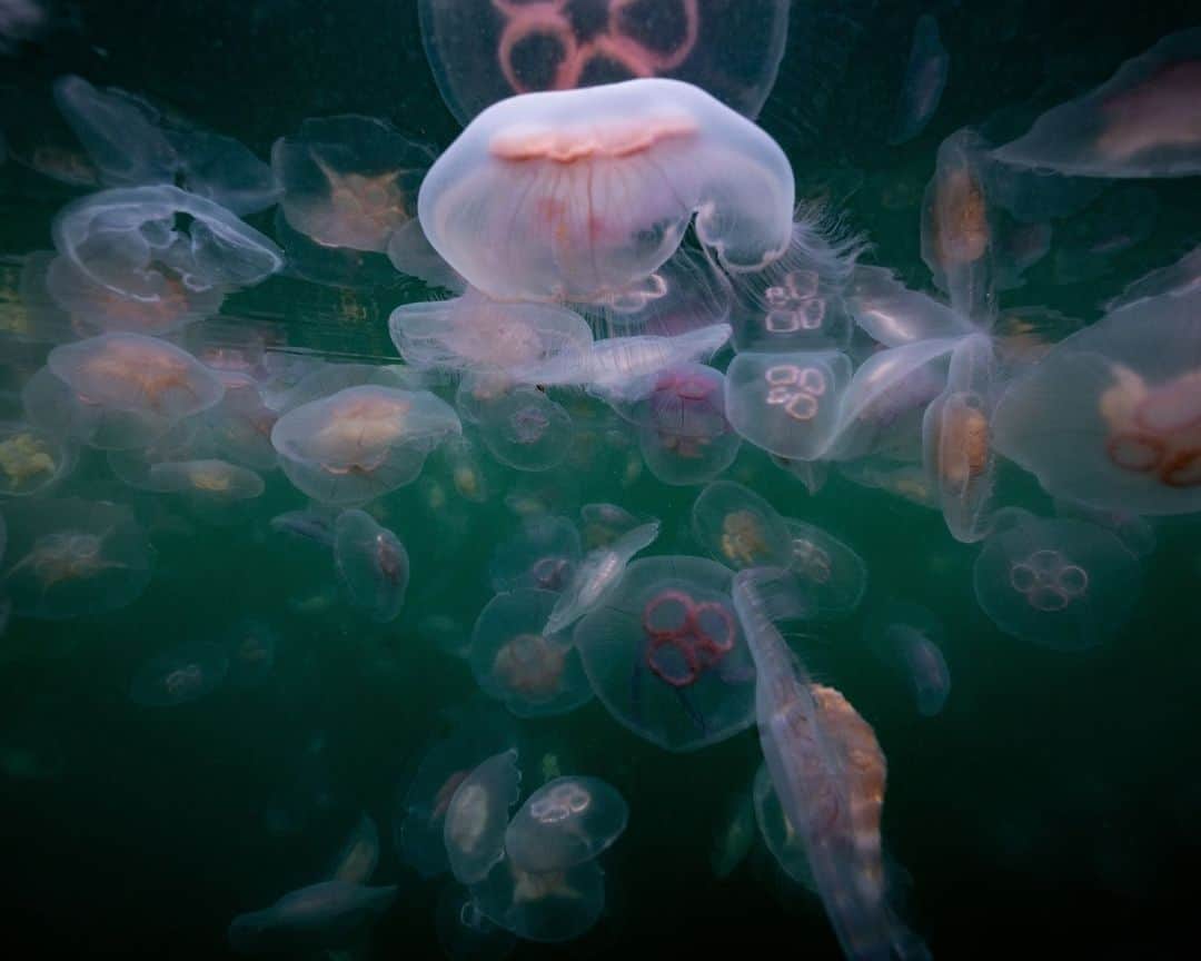 AFP通信さんのインスタグラム写真 - (AFP通信Instagram)「Several thousand jellyfish swim off Seglvik in northern Norway.⁣ ⁣ 📷 @olivier.morin #AFP」9月17日 20時00分 - afpphoto