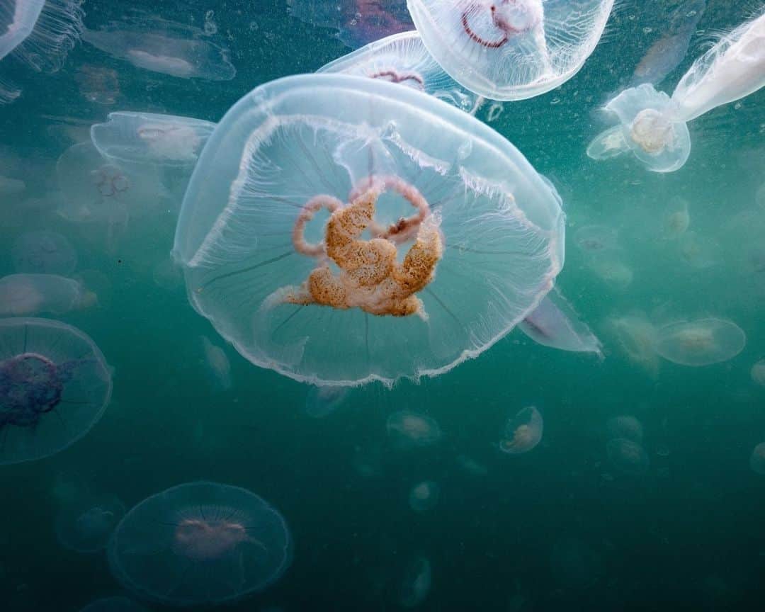 AFP通信さんのインスタグラム写真 - (AFP通信Instagram)「Several thousand jellyfish swim off Seglvik in northern Norway.⁣ ⁣ 📷 @olivier.morin #AFP」9月17日 20時00分 - afpphoto