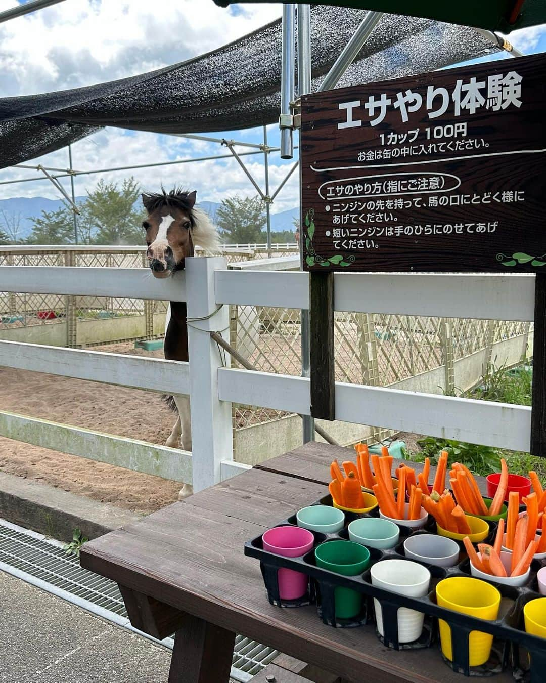 おまめ（Miki）さんのインスタグラム写真 - (おまめ（Miki）Instagram)「蒜山🐎🥕　 ⁡ 毎年、夏の終わりになると行きたくなる蒜山。 特に何をするわけでもないんだけど いつも通り馬にエサやり体験❤︎ ⁡ 空腹なのか前歯剥き出しでみんな必死だった。笑 ⁡ ⁡ 最近、休みが被ってる日は パタパタと動いていたので 久しぶりのプチ遠出楽しかった🪿 連れてってくれてありがと〜！ ⁡ ⁡」9月17日 20時14分 - mamexx19