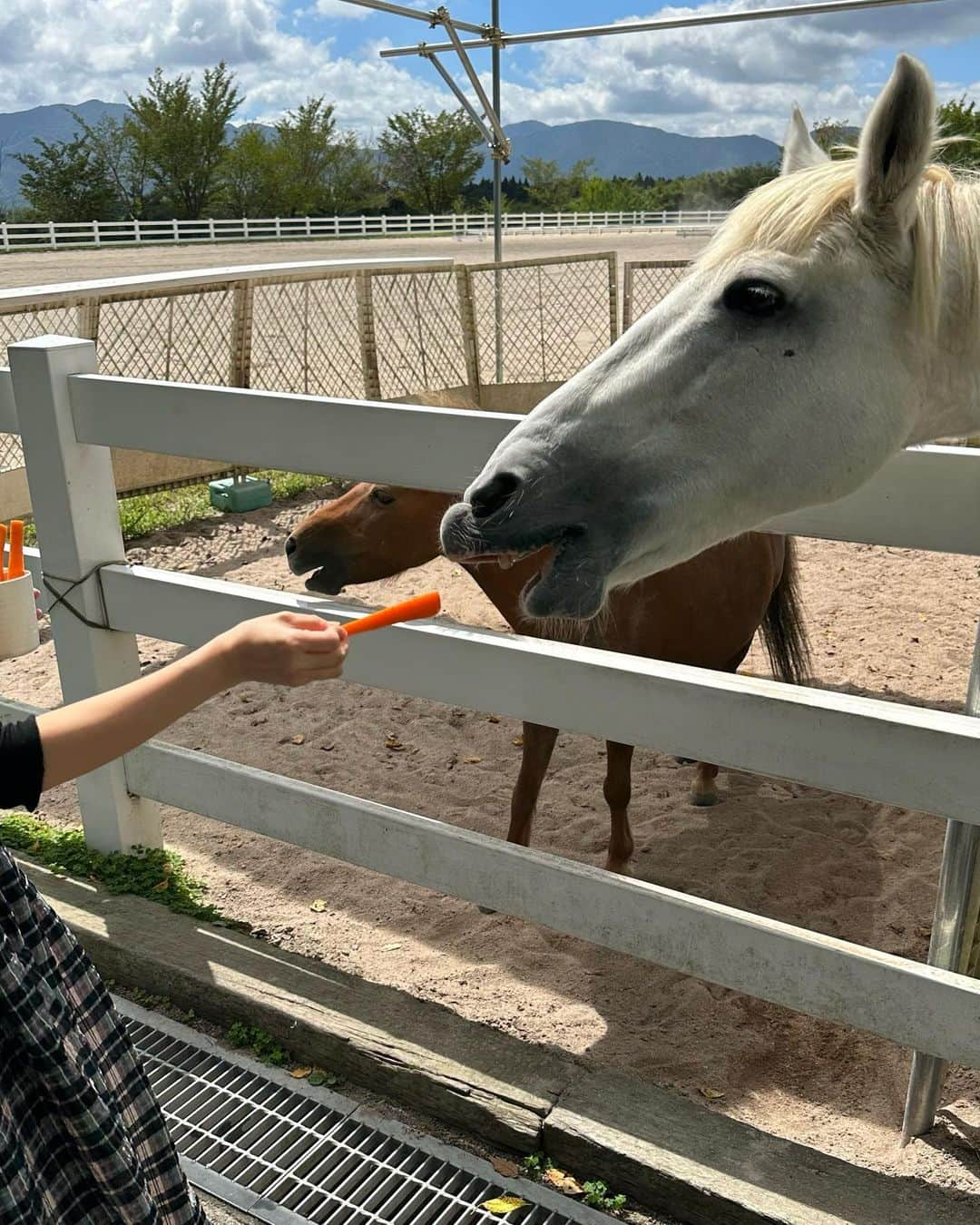 おまめ（Miki）さんのインスタグラム写真 - (おまめ（Miki）Instagram)「蒜山🐎🥕　 ⁡ 毎年、夏の終わりになると行きたくなる蒜山。 特に何をするわけでもないんだけど いつも通り馬にエサやり体験❤︎ ⁡ 空腹なのか前歯剥き出しでみんな必死だった。笑 ⁡ ⁡ 最近、休みが被ってる日は パタパタと動いていたので 久しぶりのプチ遠出楽しかった🪿 連れてってくれてありがと〜！ ⁡ ⁡」9月17日 20時14分 - mamexx19