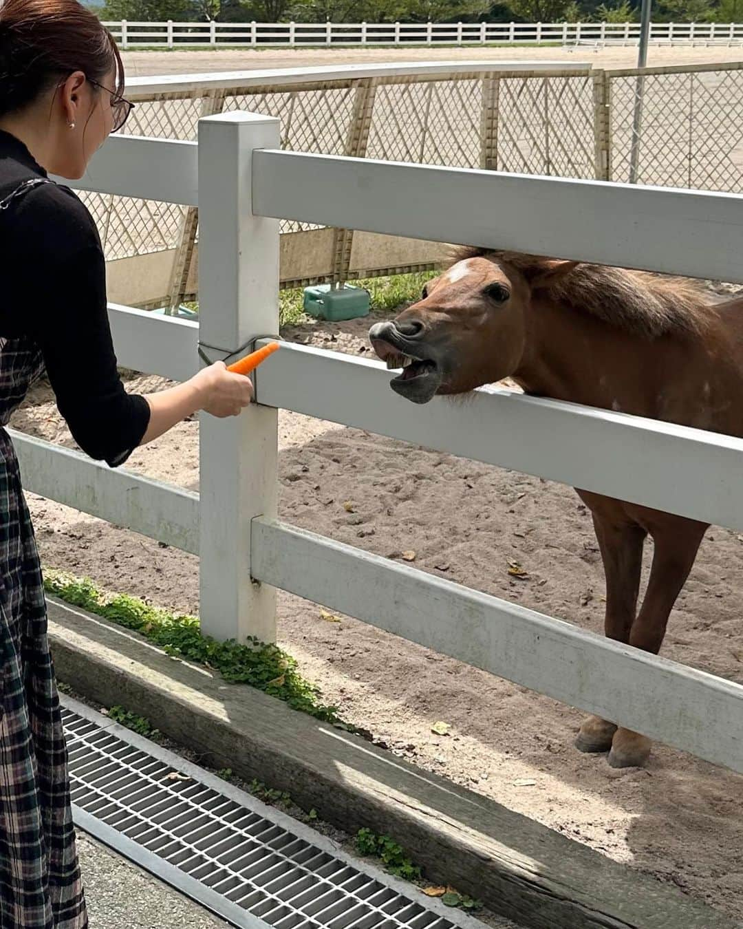 おまめ（Miki）さんのインスタグラム写真 - (おまめ（Miki）Instagram)「蒜山🐎🥕　 ⁡ 毎年、夏の終わりになると行きたくなる蒜山。 特に何をするわけでもないんだけど いつも通り馬にエサやり体験❤︎ ⁡ 空腹なのか前歯剥き出しでみんな必死だった。笑 ⁡ ⁡ 最近、休みが被ってる日は パタパタと動いていたので 久しぶりのプチ遠出楽しかった🪿 連れてってくれてありがと〜！ ⁡ ⁡」9月17日 20時14分 - mamexx19