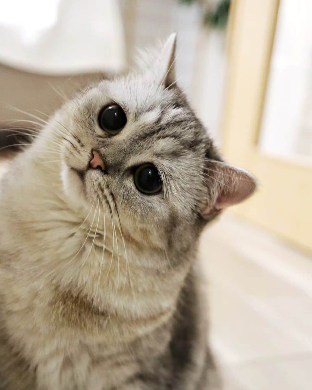 寅次郎（とらちゃん）さんのインスタグラム写真 - (寅次郎（とらちゃん）Instagram)「What do you do for fun?  何して遊ぶ？  #猫との暮らし  #猫とインテリア #猫好きさんと繋がりたい #貓 #고양이#猫 #cat #ミヌエット女の子 #catsofinstagram #meowd」9月17日 20時41分 - torachanthecat