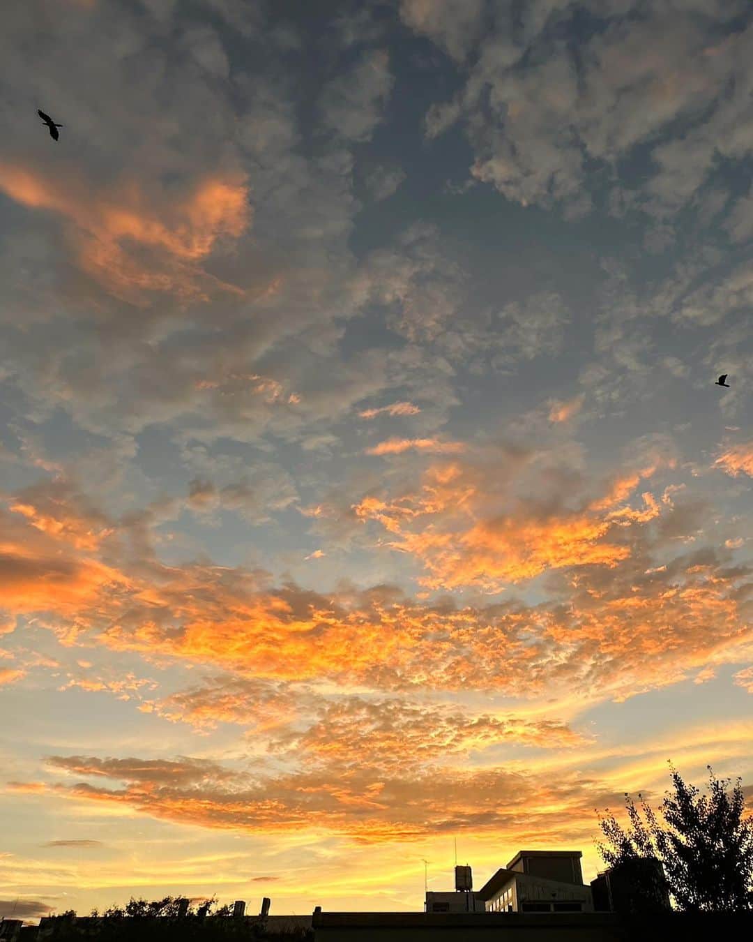 唐津裕美さんのインスタグラム写真 - (唐津裕美Instagram)「🌿🥒🥬🥦🫛🫑🍅🥕 草いっぱい食べて夕陽がキレイだった日。  #truck西の空  #trucknest」9月17日 21時03分 - h_i_r_i_n_k_o