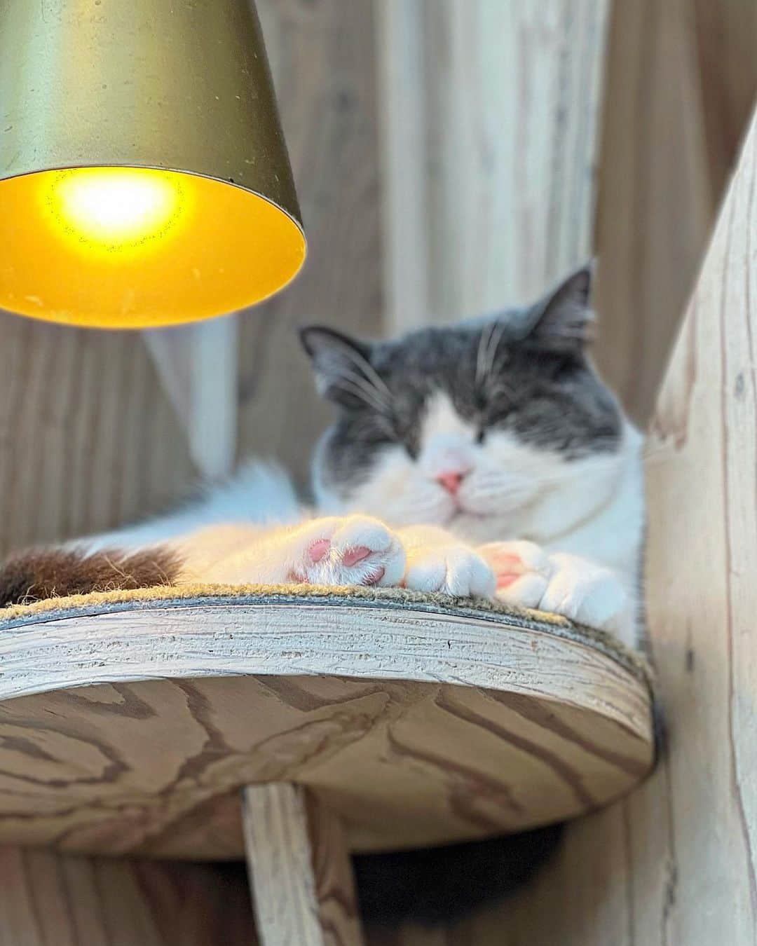 能美黎子さんのインスタグラム写真 - (能美黎子Instagram)「・ 初めて猫カフェへ🐈  #猫カフェmocha  @catcafemocha  @mocha.harajyuku   肉球がたまらない。 まるいフォルムもたまらない。  こんなに癒された時間、 久しぶりかも。  猫と一緒に、 ウトウト眠くなってしまったほど癒しの空間。  猫好きさんには、 絶対におすすめしたい場所。  カフェにいくなら、 猫カフェへ。  #猫カフェ#猫カフェモカ #猫好きさんと繋がりたい #猫写真 #PR #原宿カフェ #猫カフェmocha原宿店 #おすすめスポット#猫のいる暮らし #ねこすたぐらむ #癒し猫 #癒しの空間 #ねこスタグラム #カフェ巡り #東京カフェ #休日の過ごし方 #東京観光 #tokyotravel#原宿猫カフェ」9月17日 21時12分 - reikonohmi