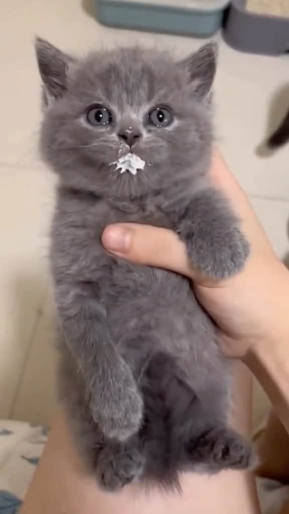のインスタグラム：「why are you SHAKING the kitten???  Credit: awesome cutemiumeo (tt) ** For all crediting issues and removals pls 𝐄𝐦𝐚𝐢𝐥 𝐮𝐬 ☺️  𝐍𝐨𝐭𝐞: we don’t own this video/pics, all rights go to their respective owners. If owner is not provided, tagged (meaning we couldn’t find who is the owner), 𝐩𝐥𝐬 𝐄𝐦𝐚𝐢𝐥 𝐮𝐬 with 𝐬𝐮𝐛𝐣𝐞𝐜𝐭 “𝐂𝐫𝐞𝐝𝐢𝐭 𝐈𝐬𝐬𝐮𝐞𝐬” and 𝐨𝐰𝐧𝐞𝐫 𝐰𝐢𝐥𝐥 𝐛𝐞 𝐭𝐚𝐠𝐠𝐞𝐝 𝐬𝐡𝐨𝐫𝐭𝐥𝐲 𝐚𝐟𝐭𝐞𝐫.  We have been building this community for over 6 years, but 𝐞𝐯𝐞𝐫𝐲 𝐫𝐞𝐩𝐨𝐫𝐭 𝐜𝐨𝐮𝐥𝐝 𝐠𝐞𝐭 𝐨𝐮𝐫 𝐩𝐚𝐠𝐞 𝐝𝐞𝐥𝐞𝐭𝐞𝐝, pls email us first. **  #sleepingkitty #instakitties #kittycuddles  #catladylife #catsareawesome」