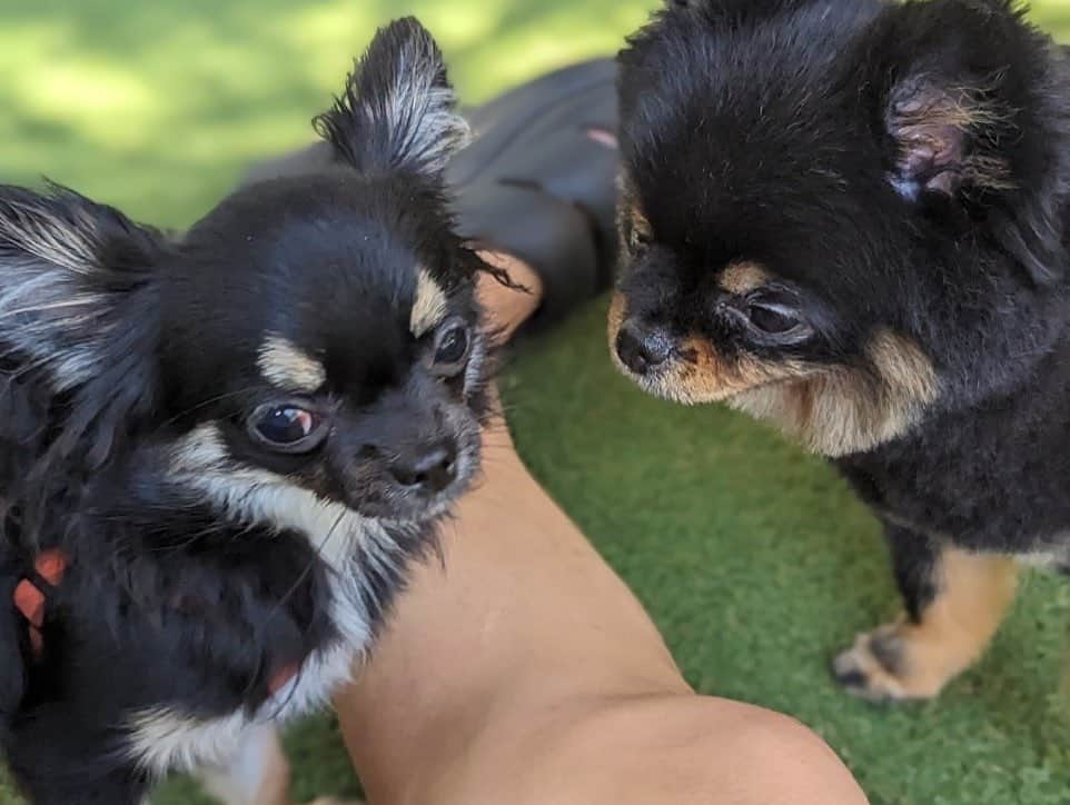 佐藤マクファーレン優樹さんのインスタグラム写真 - (佐藤マクファーレン優樹Instagram)「BBQ犬会🐶🌹  楽しみすぎて、にょんは帰ってから爆睡🦭🤣  全員可愛すぎて、終始癒されてた🐶  素敵な夏の思い出をありがとうございました☺️✨  ********************************* #犬会 #bbq #バーベキュー #夏の思い出 #バチェラー #バチェロレッテ #愛犬 #愛犬との暮らし #ドッグラン #dayoff #休日 #sundayfunday #nike #ナイキ」9月17日 21時12分 - yukisatomacfarlane