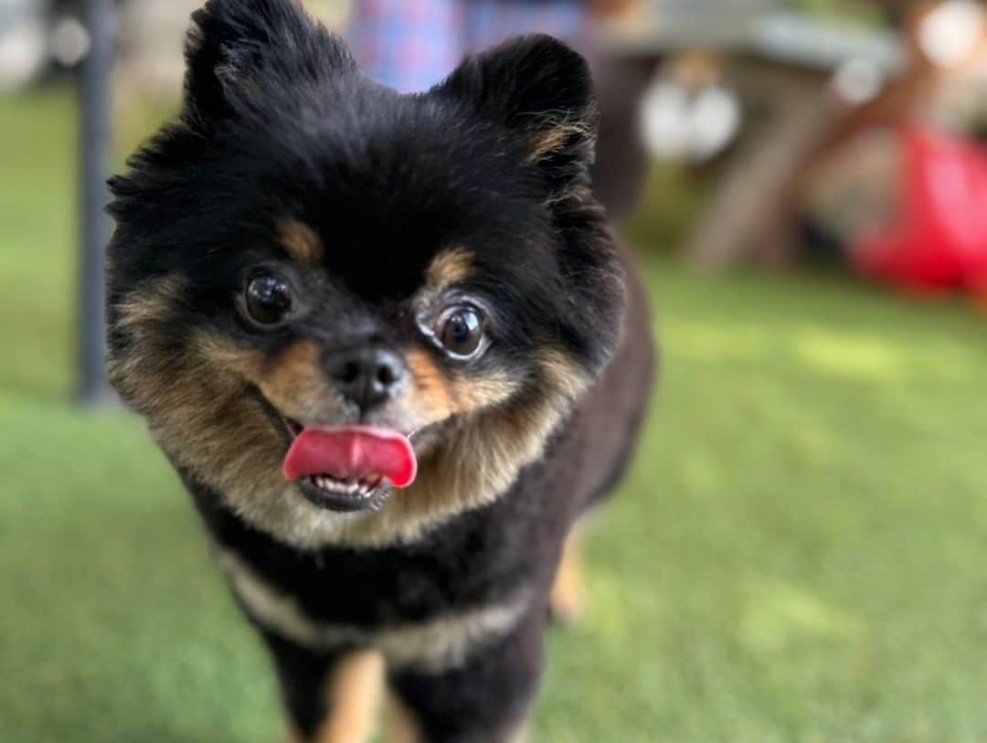 佐藤マクファーレン優樹さんのインスタグラム写真 - (佐藤マクファーレン優樹Instagram)「BBQ犬会🐶🌹  楽しみすぎて、にょんは帰ってから爆睡🦭🤣  全員可愛すぎて、終始癒されてた🐶  素敵な夏の思い出をありがとうございました☺️✨  ********************************* #犬会 #bbq #バーベキュー #夏の思い出 #バチェラー #バチェロレッテ #愛犬 #愛犬との暮らし #ドッグラン #dayoff #休日 #sundayfunday #nike #ナイキ」9月17日 21時12分 - yukisatomacfarlane