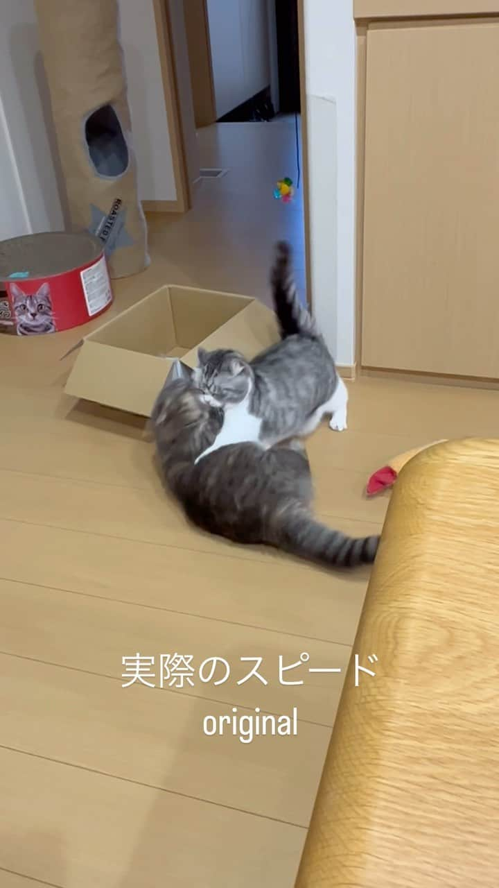 こむぎこまるのインスタグラム：「. . . 短足組の喧嘩😽vs😸 . 今回はコマルの勝ち🏅 . . Fight 😽🆚😸 Komaru won this time😽🏅 . . . #高速猫パンチ #ダンボールに足突っ込んでる所が流石です #ココアが勝つ時もあります #激しさの無い喧嘩 #安心して見れる喧嘩 #9gag #funnycats #funnycatsvideo  #munchkins #マンチカン短足  #猫のいる暮らし  #猫の喧嘩 #スローモーション」