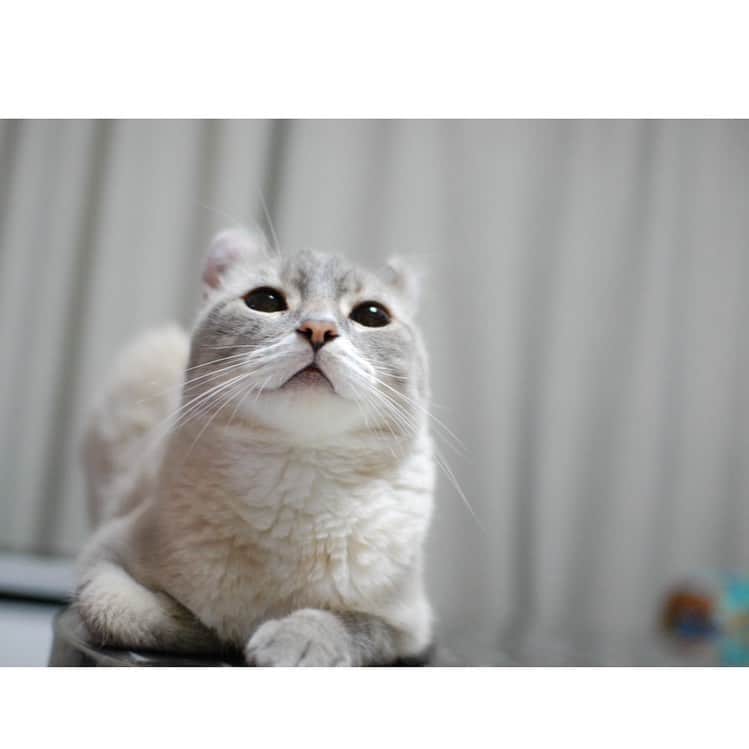 辻本祐樹のインスタグラム：「タイガーくん。 相変わらずカワイ♪  #アメリカンカール  #保護猫 #保護猫と暮らす #cat #猫 #マンチカン #辻本祐樹 の #愛猫 #love #猫のいる暮らし #catlover #catstagram #kitty #petstagram #Instacat #instagood #followme」