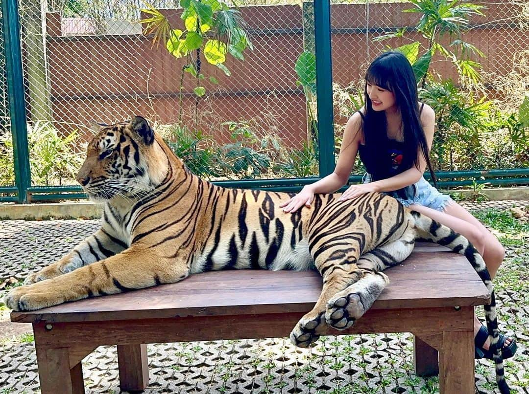 岡本怜奈のインスタグラム：「♡ 大きいにゃんこ‪🐯🩷 ⁡ ずっと行きたかった所〜՞߹ - ߹՞ スタッフの人もちょっと日本語話してくれたり、 めっちゃ楽しかった🥹🤍 ♡ ♡ #タイ #タイ旅行  #🇹🇭 #プーケット #プーケット旅行 #リゾート #アジアリゾート#プーケット観光 #タイガーキングダム #海外女子旅 #เที่ยวเมืองไทย #ภูเก็ต #🐯 #🐅 #thailand #travel #tiger #tigerkingdom #happy」