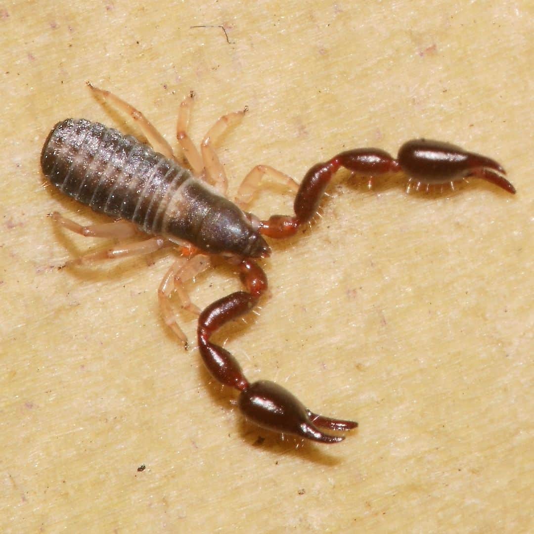 アメリカ自然史博物館のインスタグラム：「Bibliophiles, watch out: You might spot this critter crawling across your page the next time you're reading. 📚🦂 Also known as “book scorpions,” pseudoscorpions are tiny arachnids that feed on booklice and dust mites… which can often be found in the pages of old books. Pseudoscorpions range in size from a mere .08 in (2 mm) to .31 in (8 mm) and are harmless to humans. While they have scorpion-like pincers, they lack the stinger of true scorpions.   Photo: schneehagen, CC BY-SA 4.0, iNaturalist #animals #biodiversity #animalfacts #didyouknow #science #entomology」