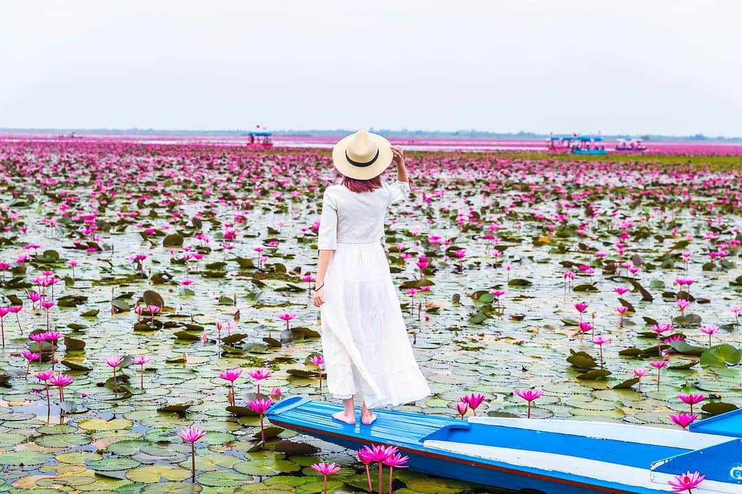 タイ国政府観光庁さんのインスタグラム写真 - (タイ国政府観光庁Instagram)「. 北イサーンに広がる「クンパワピー（紅い睡蓮の海）」からおはようございます☀️ᐝ  タイ北部・ウドーンターニー県にあるクンパワピー郡🌱 そのほぼ中央に位置するのが、「紅い睡蓮の海（タレー・ブア・デーン／正式名称はノーンハーン）」という、総面積約36k㎡の湖です✨  毎年12〜2月上旬の早朝になると、紅い睡蓮の花が水面を埋め尽くし、この幻想的な景観から“紅い睡蓮の海”と名付けられました❤️  満開となる1～2月上旬には有料ボートに乗って、約2時間の周遊も楽しめます🚣‍♀️　夜明け前に湖へ出発し、湖上で日の出を待つと、絶景を目にすることができますよ🌅  また1月半ばには地元のお祭りも開かれ、イサーンならではの民謡音楽やムエタイの試合が楽しめます☺️  今日も素敵な1日をお過ごしください💐  ★参考になった！と思ったら、あとで見返せるように、 画像右下にある保存ボタン🔖をタップ！  #タイ #ウドーンターニー #イサーン #クンパワピー #紅い睡蓮の海 #タレーブアデーン #ノーンハーン #睡蓮 #睡蓮の池 #今こそタイへ #こんなタイ知らなかった #もっと知りタイ #はじめてのタイ #タイ旅行 #ウドーンターニー旅行 #旅好きな人と繋がりたい #旅行好きな人と繋がりたい #海外旅行 #thailand #udonthani #udonthanitrip #redlotussea #kumphawapi #thalebuadaeng #amazingthailand #thailandtravel #thailandtrip #thaistagram #lovethailand #amazingnewchapters」9月18日 8時00分 - amazingthailandjp
