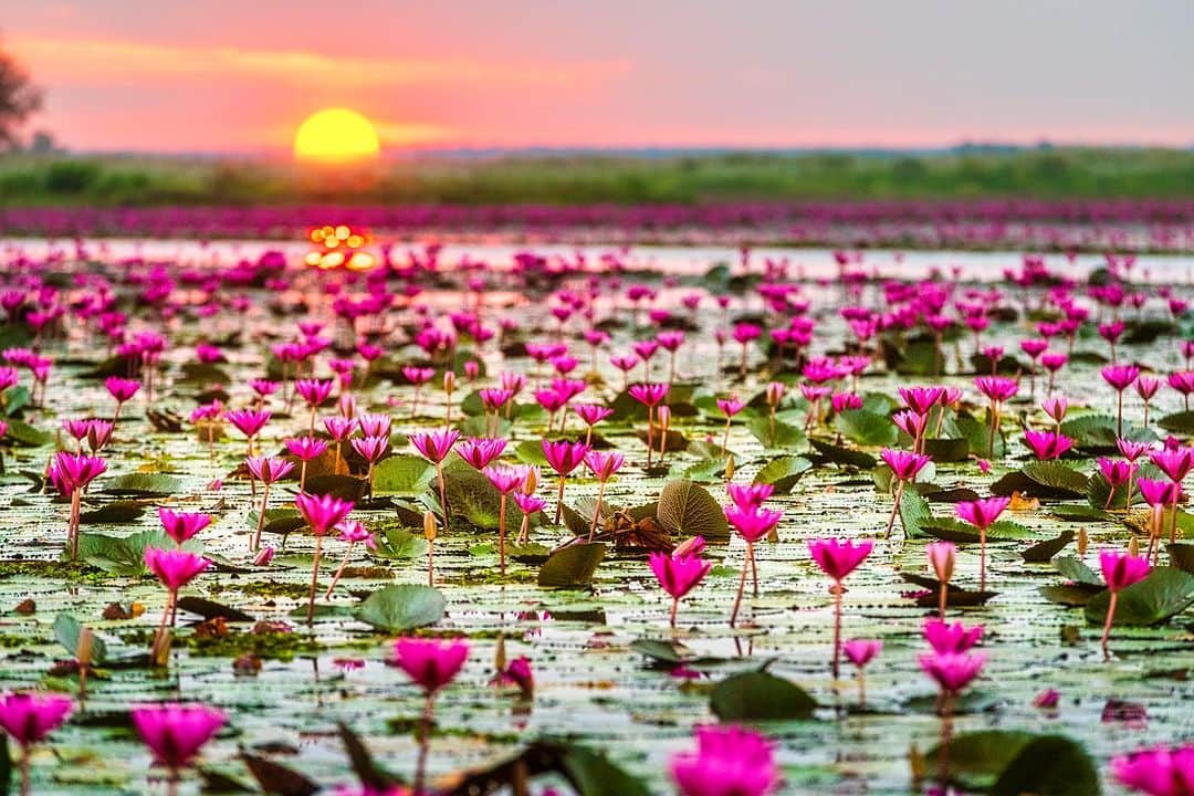 タイ国政府観光庁のインスタグラム：「. 北イサーンに広がる「クンパワピー（紅い睡蓮の海）」からおはようございます☀️ᐝ  タイ北部・ウドーンターニー県にあるクンパワピー郡🌱 そのほぼ中央に位置するのが、「紅い睡蓮の海（タレー・ブア・デーン／正式名称はノーンハーン）」という、総面積約36k㎡の湖です✨  毎年12〜2月上旬の早朝になると、紅い睡蓮の花が水面を埋め尽くし、この幻想的な景観から“紅い睡蓮の海”と名付けられました❤️  満開となる1～2月上旬には有料ボートに乗って、約2時間の周遊も楽しめます🚣‍♀️　夜明け前に湖へ出発し、湖上で日の出を待つと、絶景を目にすることができますよ🌅  また1月半ばには地元のお祭りも開かれ、イサーンならではの民謡音楽やムエタイの試合が楽しめます☺️  今日も素敵な1日をお過ごしください💐  ★参考になった！と思ったら、あとで見返せるように、 画像右下にある保存ボタン🔖をタップ！  #タイ #ウドーンターニー #イサーン #クンパワピー #紅い睡蓮の海 #タレーブアデーン #ノーンハーン #睡蓮 #睡蓮の池 #今こそタイへ #こんなタイ知らなかった #もっと知りタイ #はじめてのタイ #タイ旅行 #ウドーンターニー旅行 #旅好きな人と繋がりたい #旅行好きな人と繋がりたい #海外旅行 #thailand #udonthani #udonthanitrip #redlotussea #kumphawapi #thalebuadaeng #amazingthailand #thailandtravel #thailandtrip #thaistagram #lovethailand #amazingnewchapters」