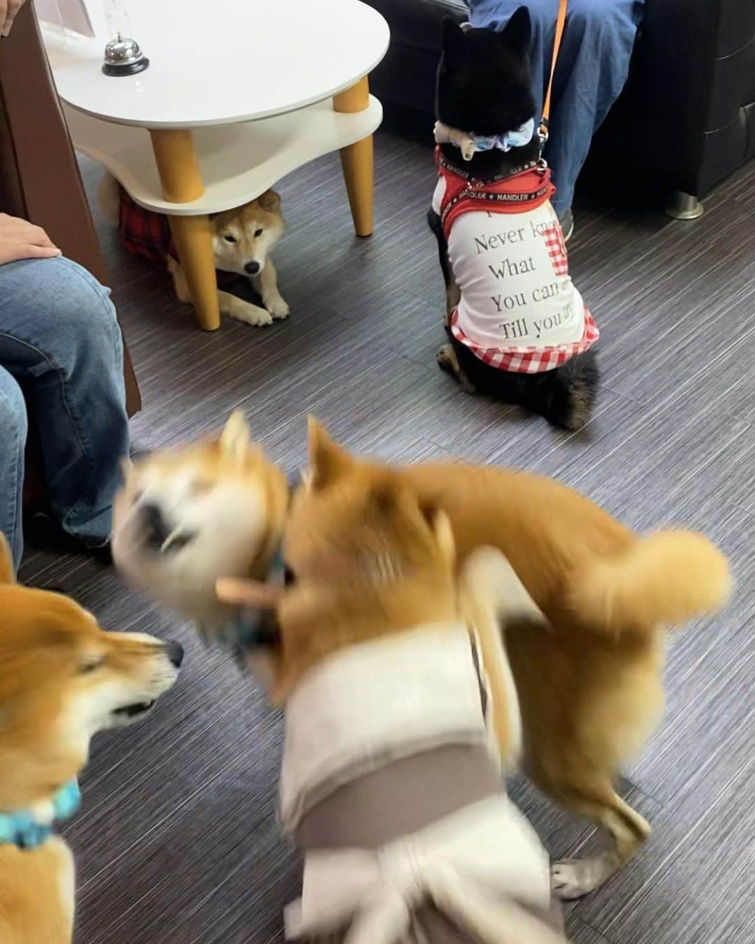 柴犬小雨さんのインスタグラム写真 - (柴犬小雨Instagram)「・ しめしめ、バレてない こさめがここにいること みんなにバレてない... ・ ・ ・ 昨日はみんなで夜のお出かけ⭐️ @m2base_ehime さんへ。  お外のランで遊んだ後、店内で牛タン定食をいただきました🥢 タレが数種類付いてて、特にネギ味噌ダレが美味しくてご飯がススム〜🍚 アイスクレープも表面がパリッとして美味しかったよ😋 ・ 昨夜は、たまたま貸し切り状態だったので、お店のご好意でリード外させていただきました。（※場合によるとの事） のびのび寛げて嬉しそうなわんこ達🐕 こさめは、いつのまにかテーブルの棚に入ってうとうとしてたよ😂 みんなにいっぱい抱っこしてもらえて良かったね💕  ・ あー楽しかった🎶 企画、予約してくれたお友達に感謝🙏 みんなありがとう〜♡ また集まろーね!  ・ 福 @fuku.1005  雷 @madosan0831  こはる @kur0t0n  しずく @mi_ki3541  むぎもも @mugi6momo7 （人間のみ参加🤣）  ・ ・ #愛媛カフェ#愛媛グルメ  #shiba_snap #shibamania #petstagram #dog  #shibadog #petstagram #pet #shiba #shibainu #shibaaaaainu #shibastagram #dogstagram #子犬#仔犬#狗 #犬のいる暮らし #犬のいる生活 #こいぬ #豆柴#まめしば#しばいぬ #9gag #しばけん #ペット#小狗#柴犬#犬#柴犬小雨#シバイヌ」9月18日 8時12分 - fuji_jun1205