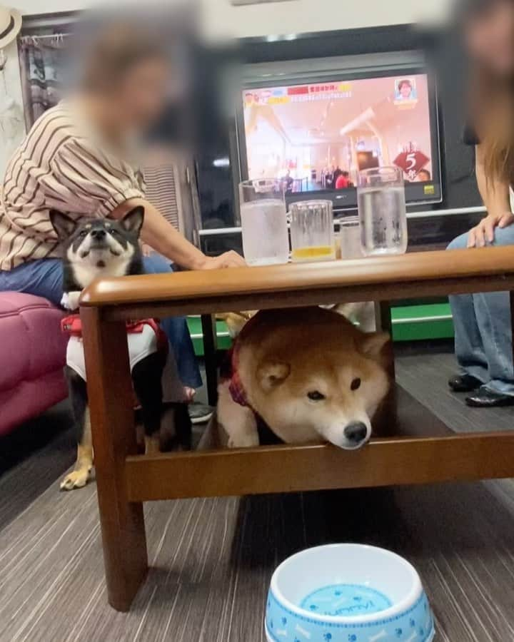 柴犬小雨のインスタグラム